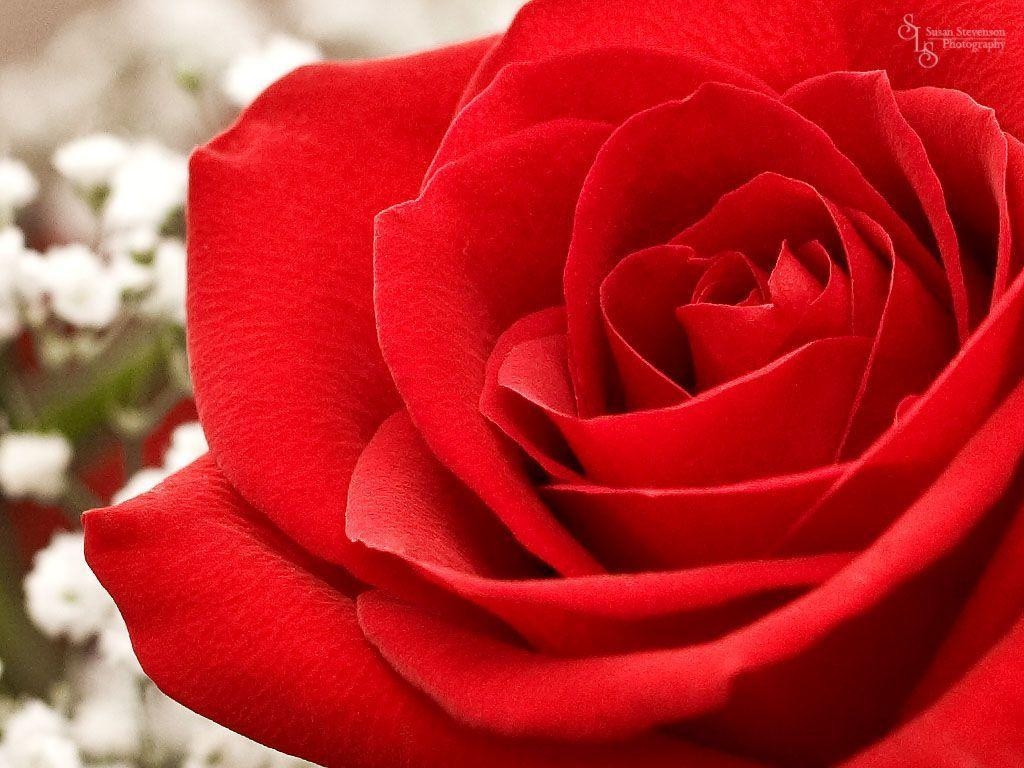 1030x770 Beautiful Red Rose Wallpaper, Desktop