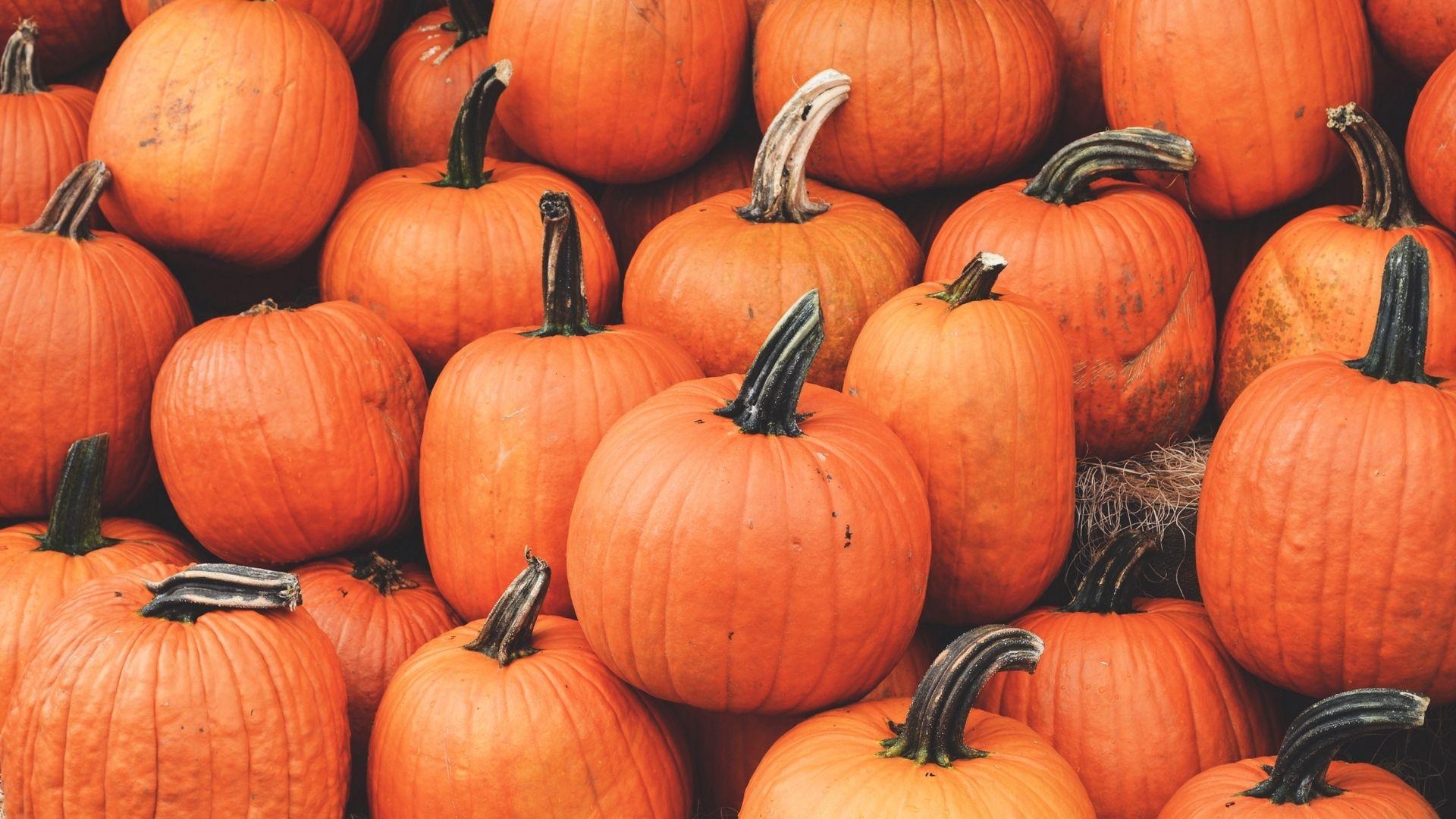 1920x1080 Wallpaper pumpkin, harvest, autumn, ripe, october. Desktop wallpaper fall, Pumpkin wallpaper, Halloween desktop wallpaper, Desktop