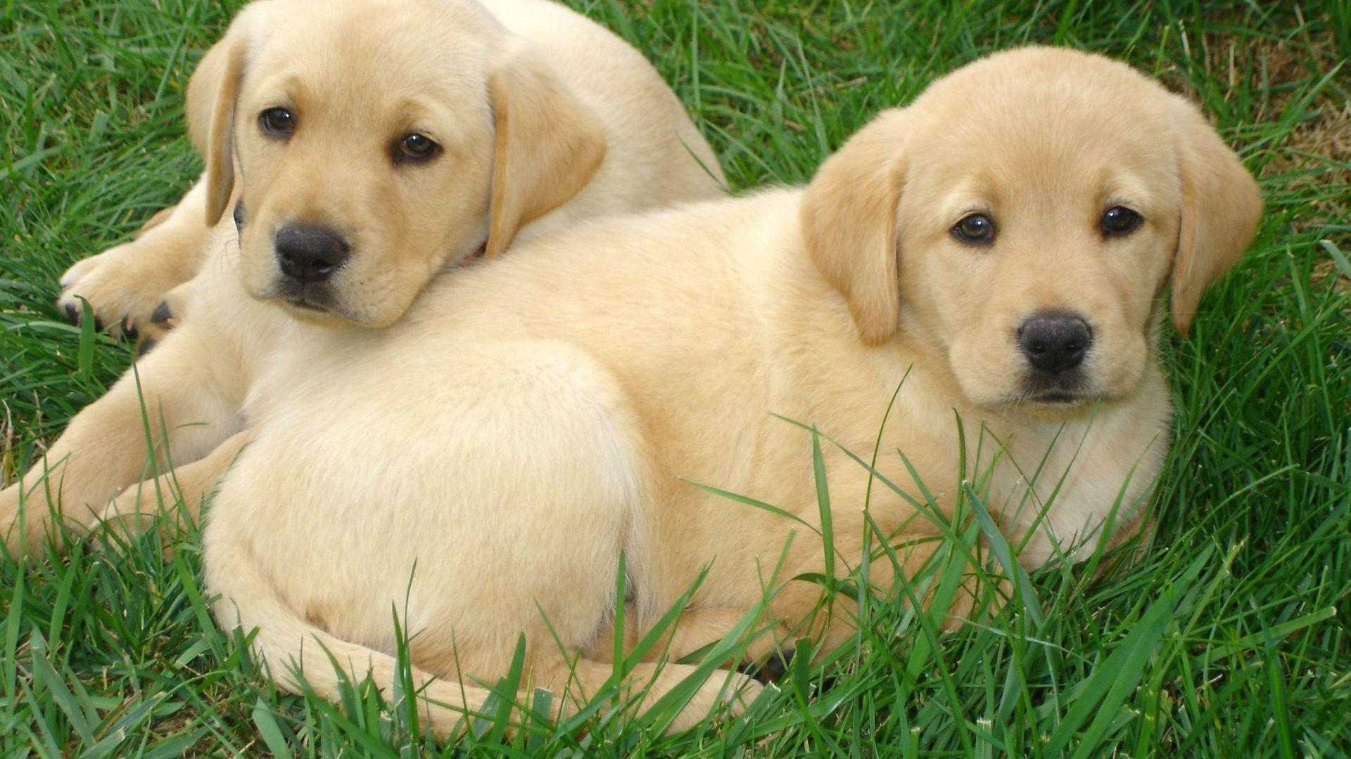 1920x1080 Labrador retriever puppies free HD wallpaper - Epic Car, Desktop