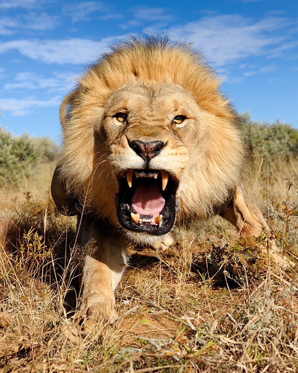 1030x1280 Lion lion roaring wallpaper for desktop, Phone