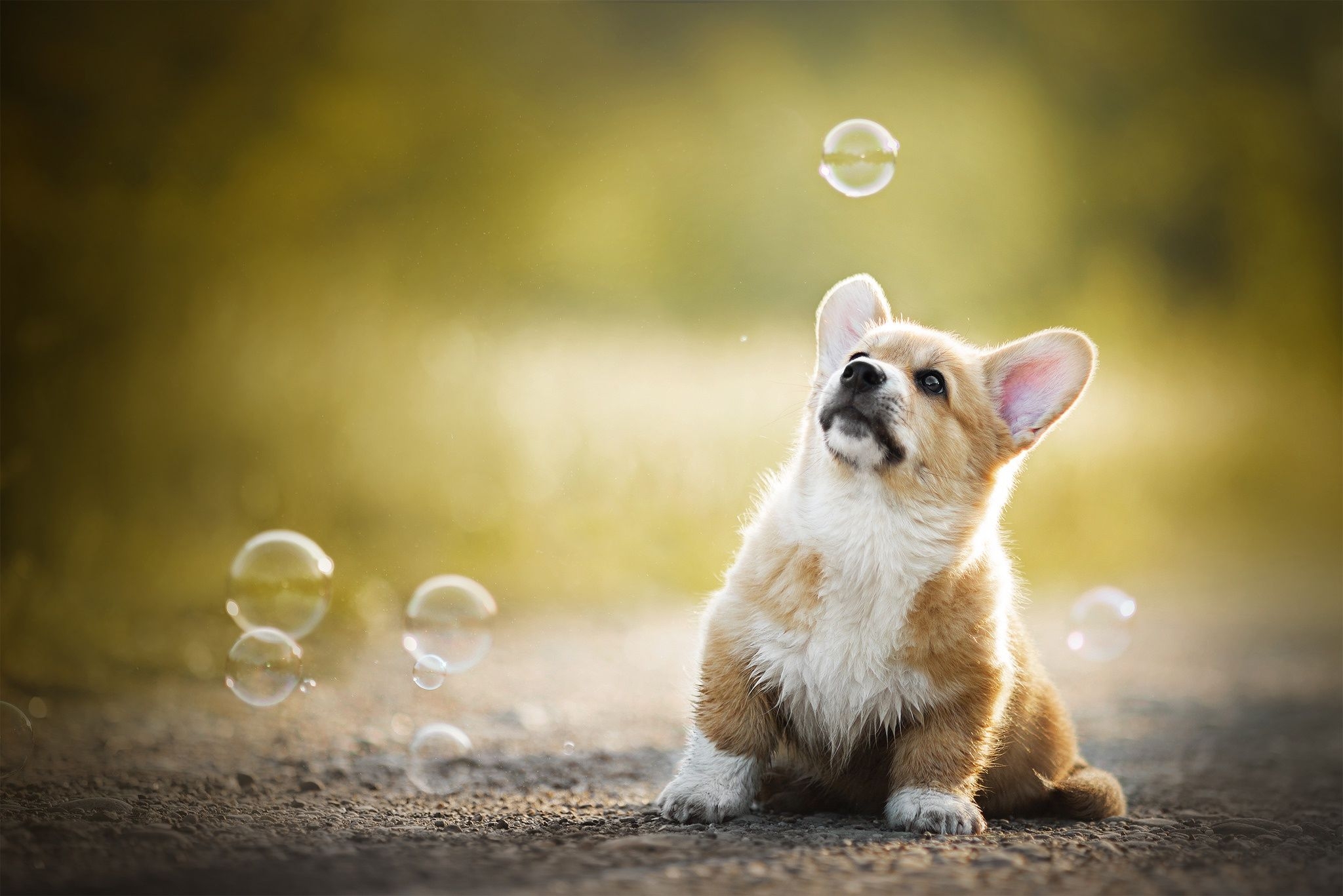 2050x1370 Corgi HD Wallpaper and Background Image, Desktop