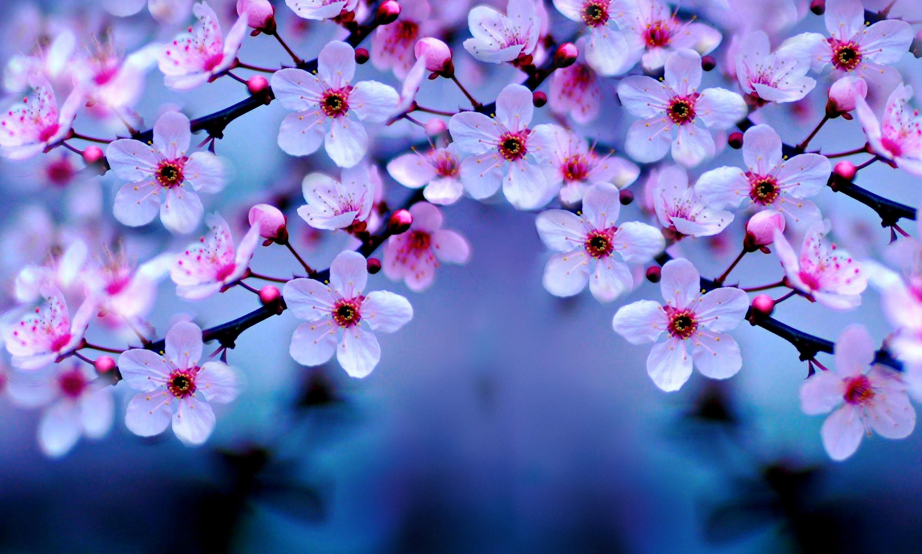 3000x1810 Cherry Blossoms Wallpaper, Desktop