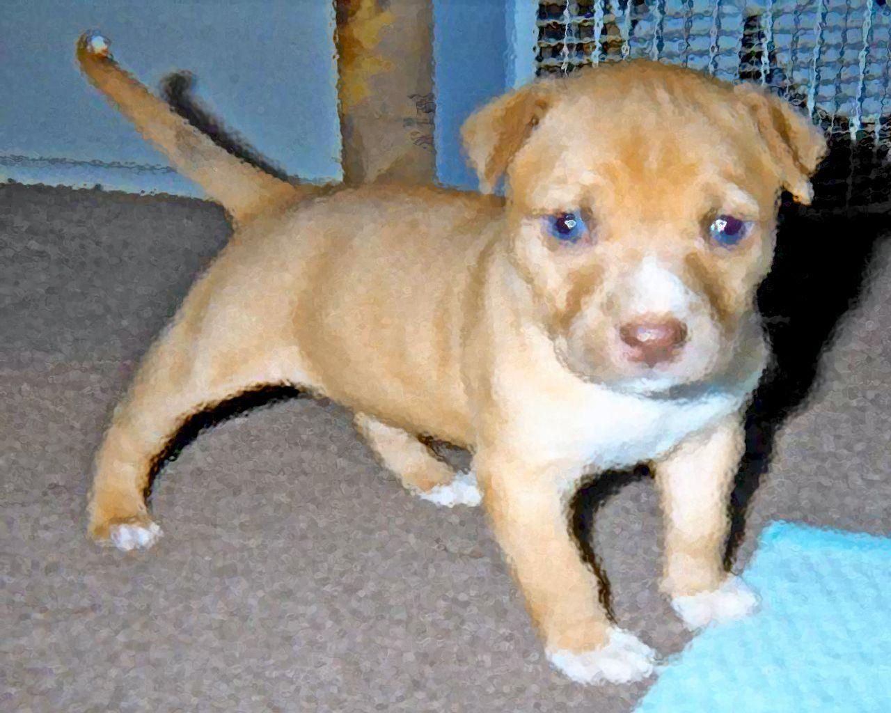 1280x1030 Red Nose Pitbull Wallpaper Blue Eye By Er Desktop Picture, Desktop