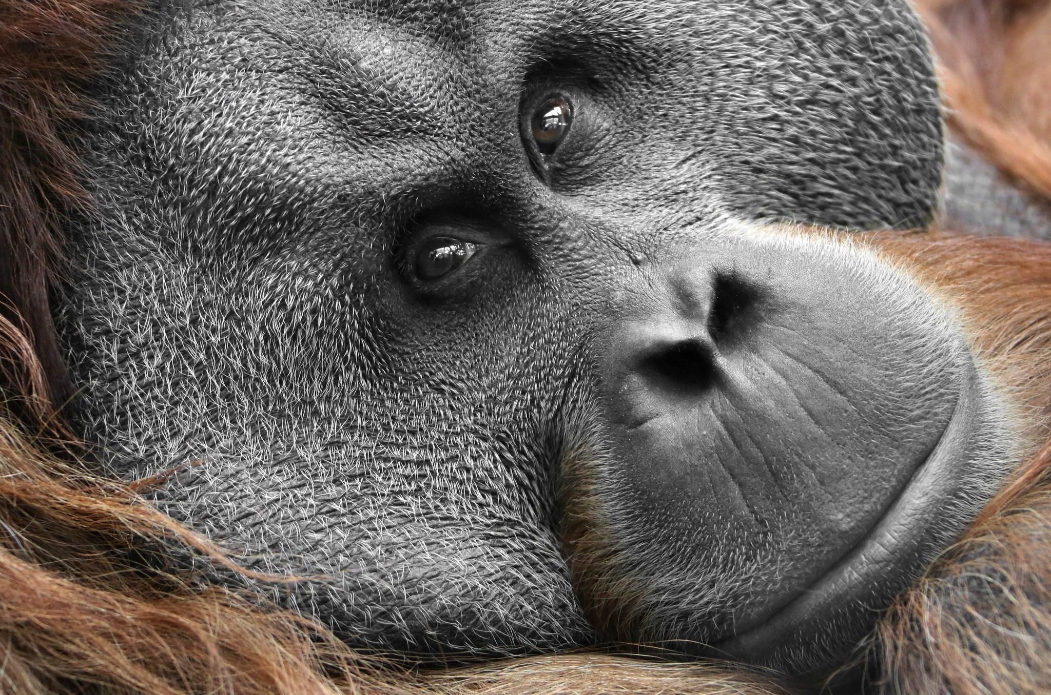 2050x1360 Orangutan Wallpaper Image, Desktop