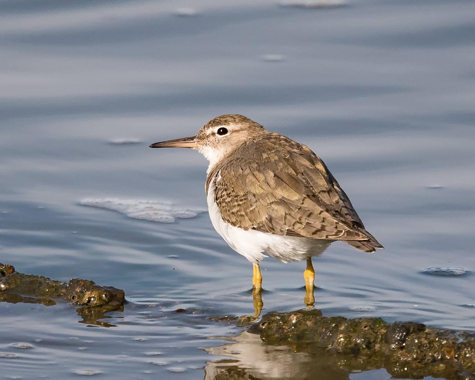 1590x1270 White and brown bird on water, spotted sandpiper HD, Desktop