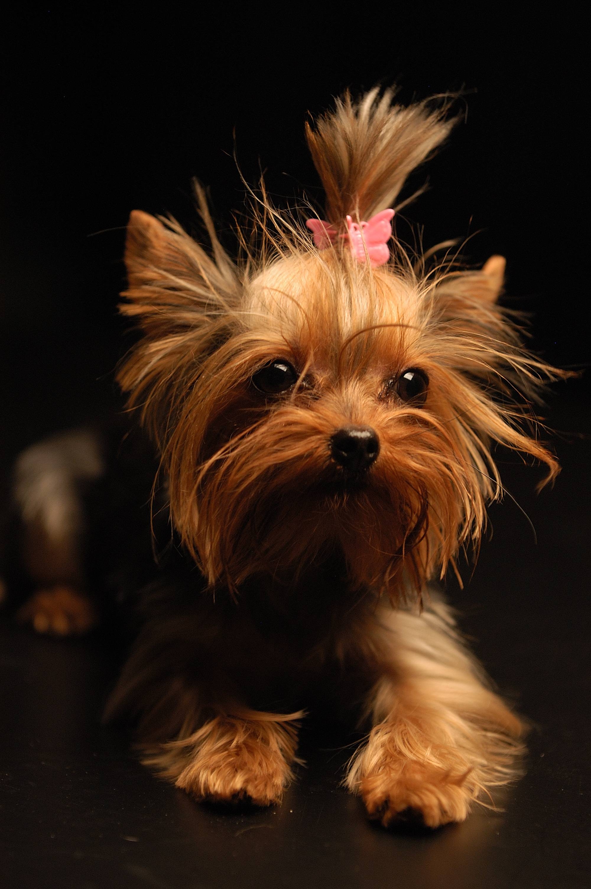 2000x3010 Yorkshire Terrier, the free encyclopedia, Phone