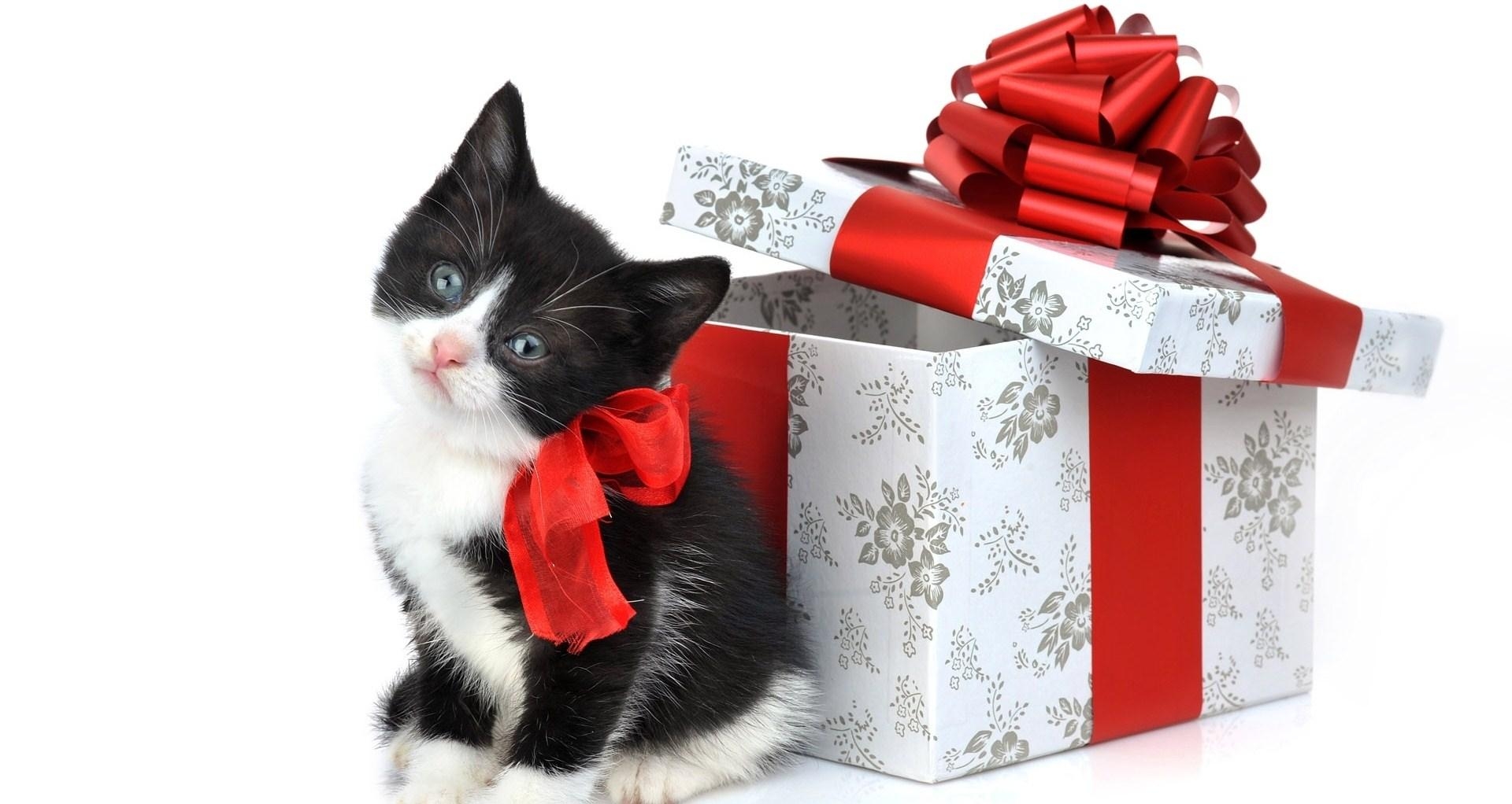 1920x1030 Free Christmas Wallpaper with Cats, Desktop