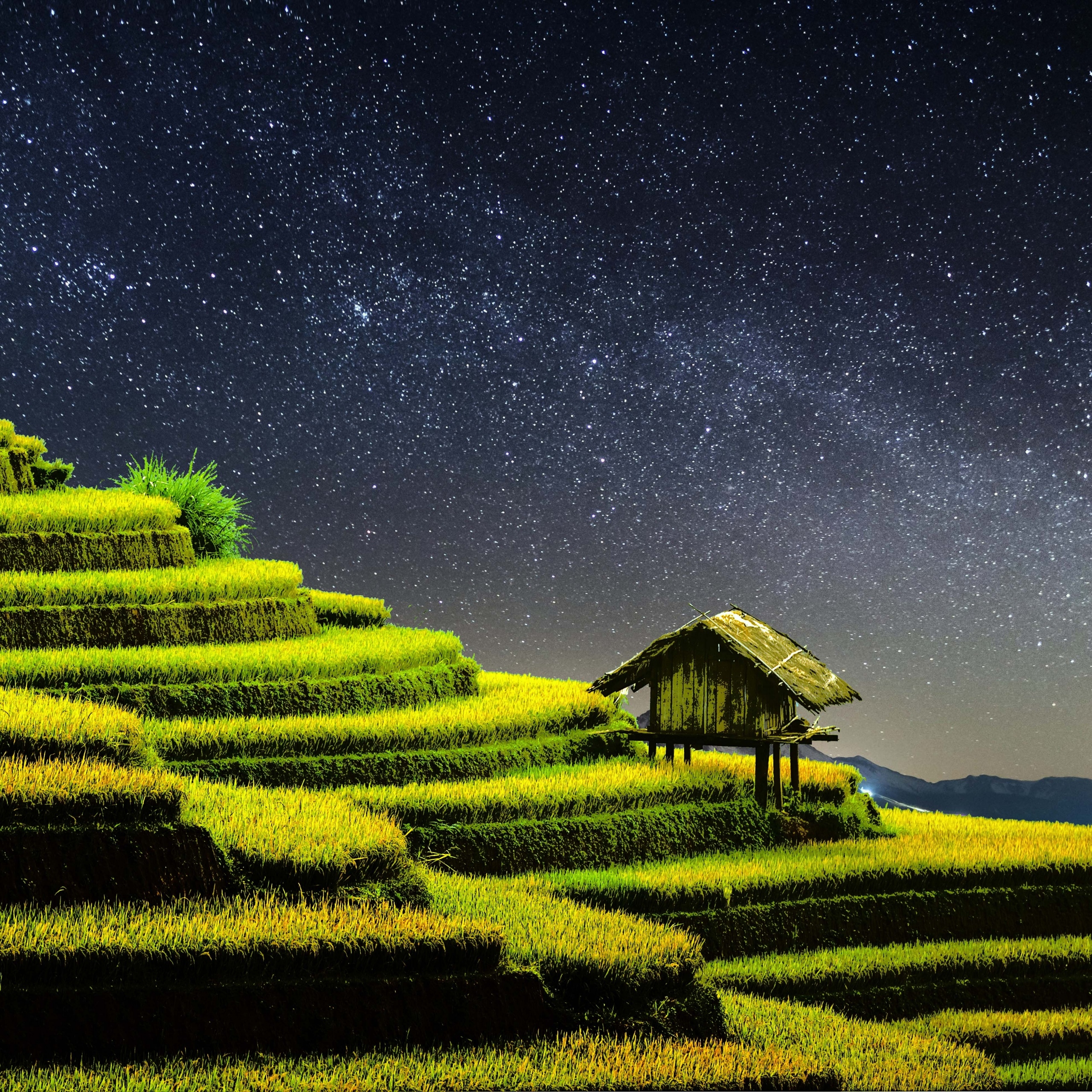 2560x2560 Terrace farming Wallpaper 4K, Rice fields, Nature, Phone