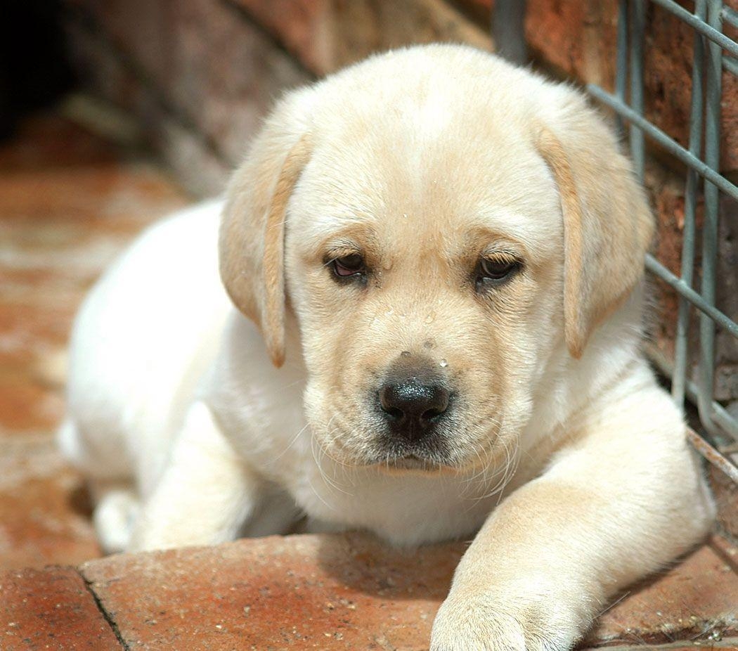 1050x930 cute labrador puppy picture. I love Labs. So Cute, Desktop