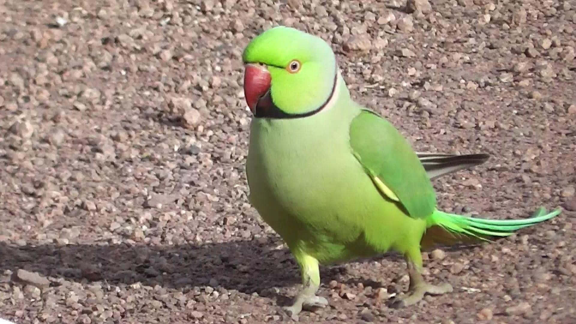 1920x1080 Cute Green Parrot Image New Full HD Picture Photohoots, Desktop