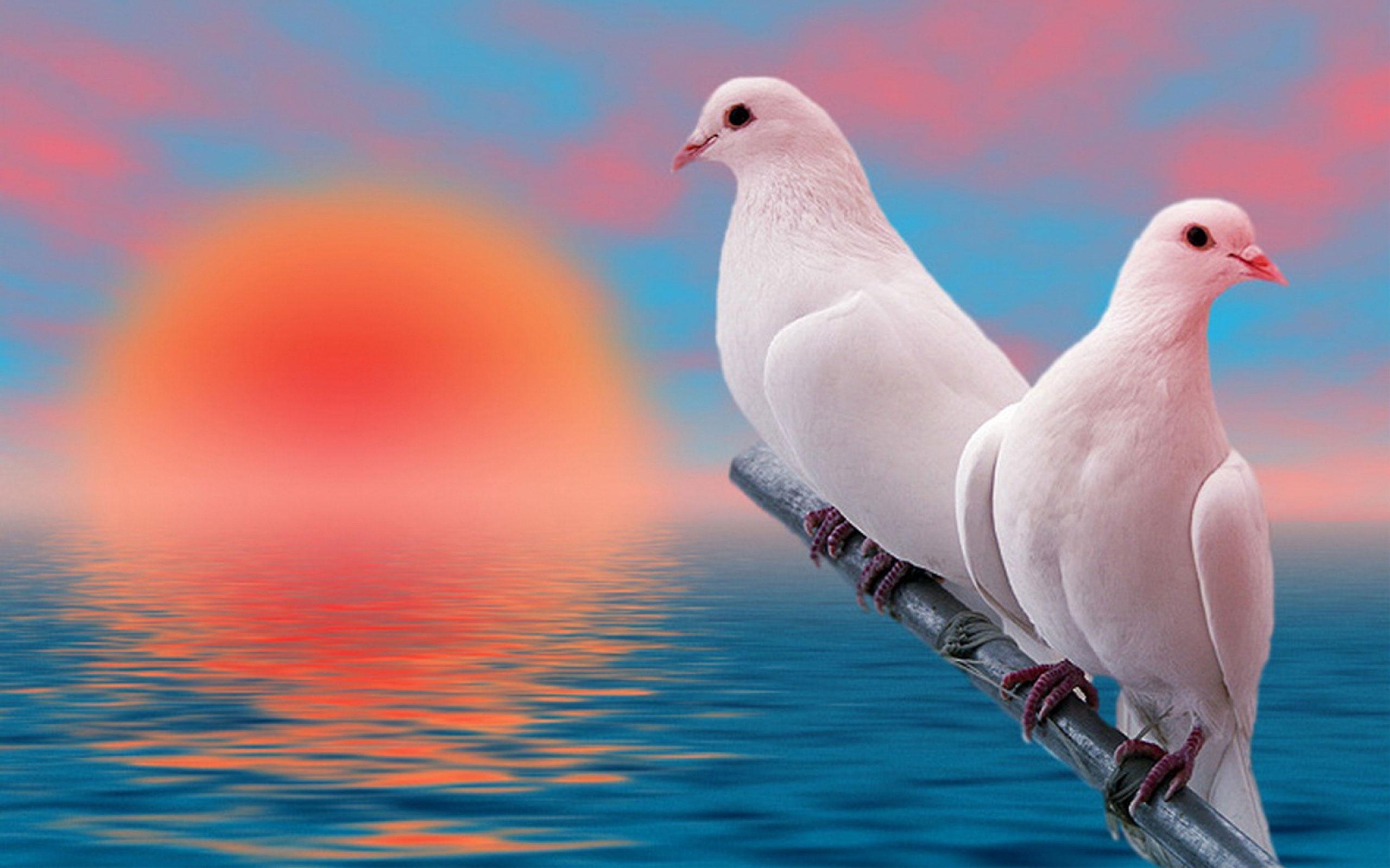 2560x1600 Dove Live Wallpaper for Android, Desktop