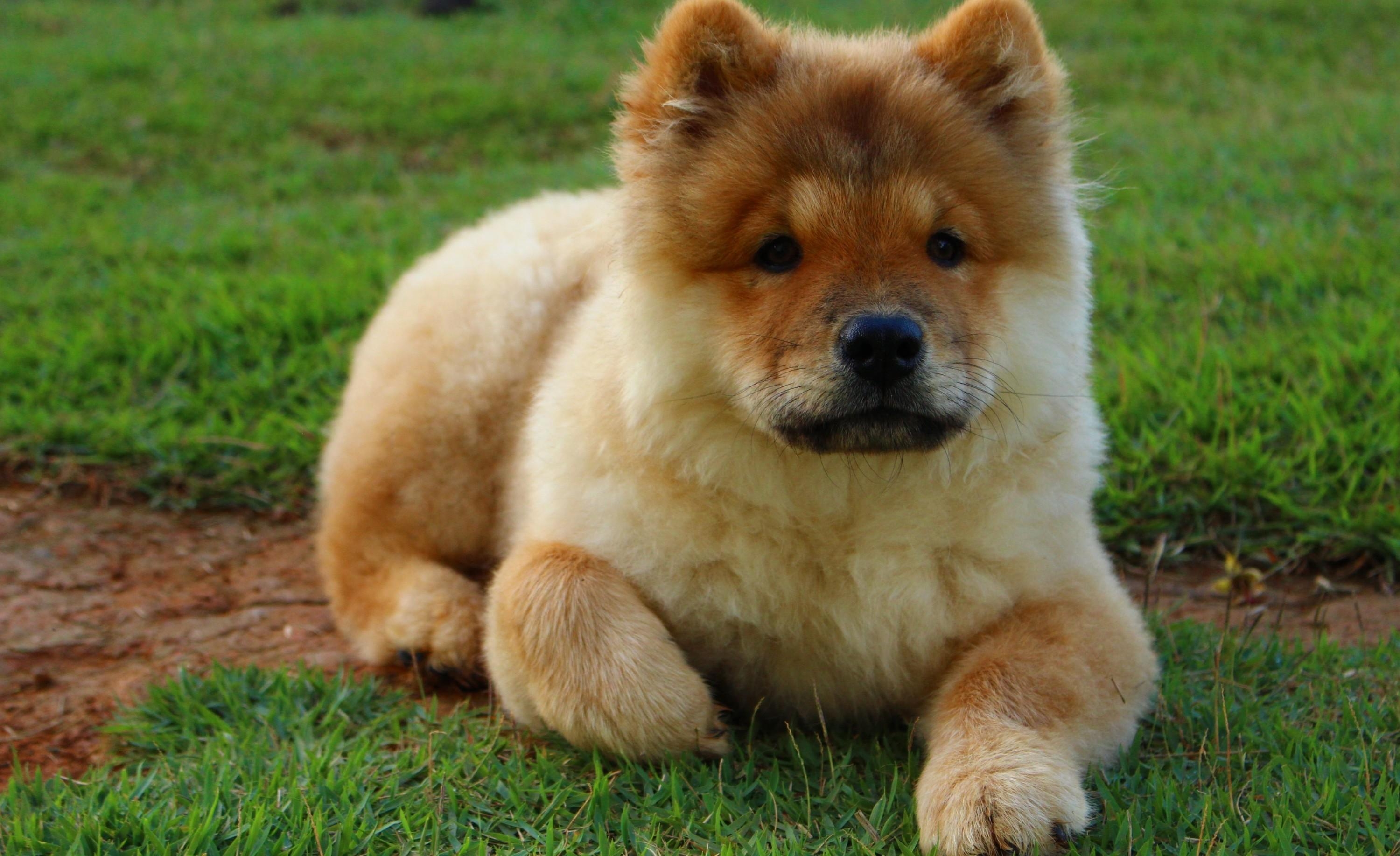 3000x1840 Download  Puppy, Sitting, Grass, Chow Chow, Fluffy, Dogs, Desktop