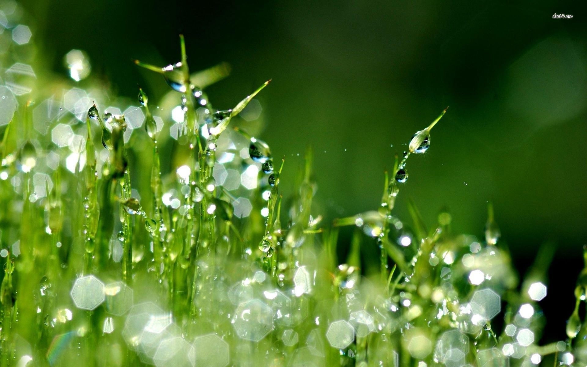 1920x1200 Raindrops on grass wallpaper, Desktop