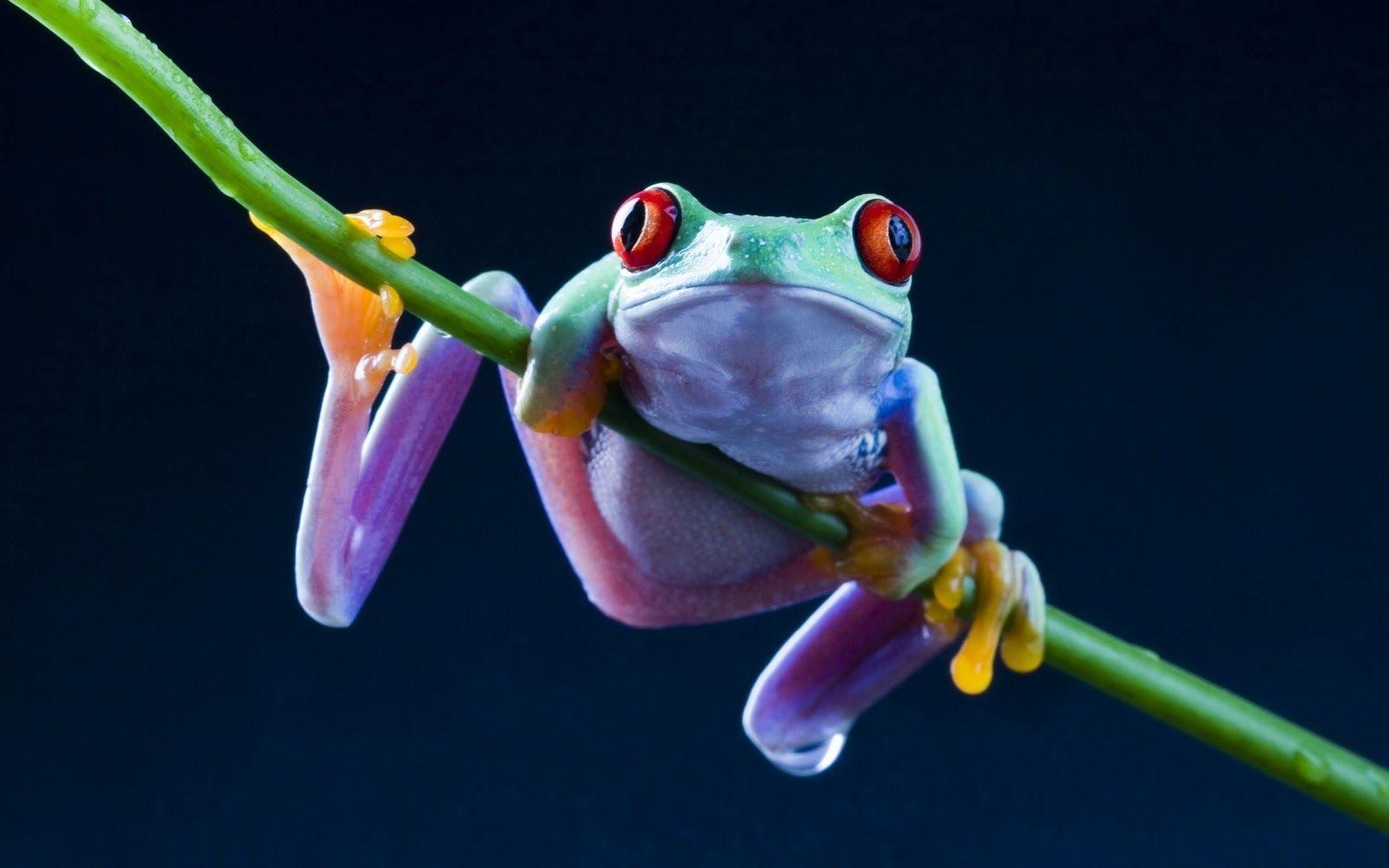 1600x1000 Green Tree Frog Tree Frog Wallpaper Download, Desktop