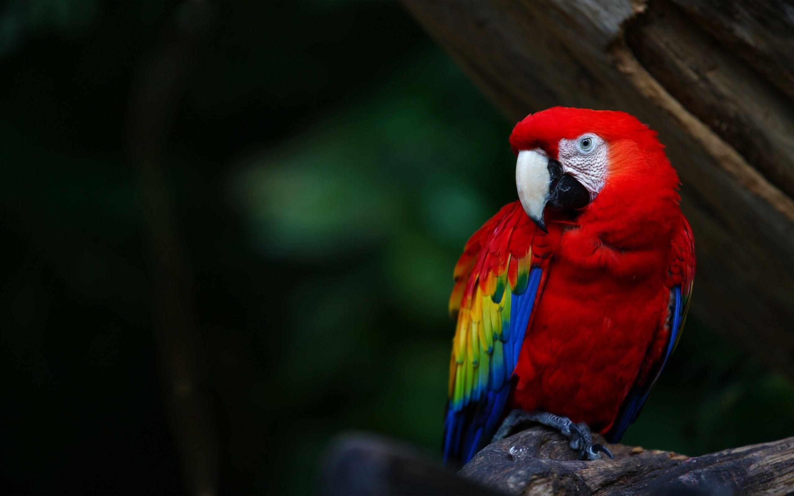 2560x1600 Scarlet Macaw Parrots Wallpaper. Scarlet Macaw Picture. New, Desktop