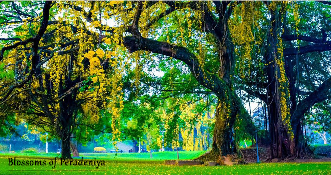 1300x690 CDCE. University of Peradeniya, Desktop