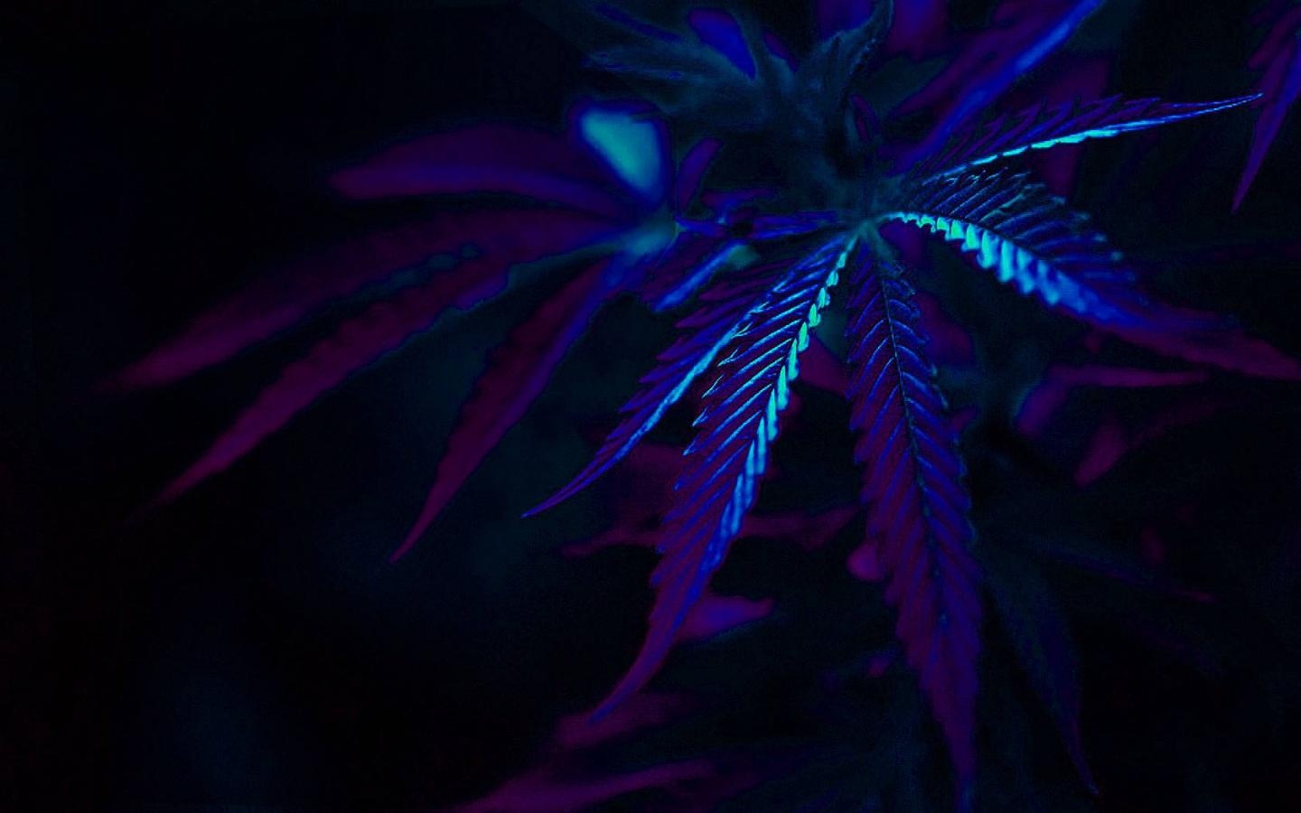 1440x900 Free download marijuana dope 1920x1200 wallpaper moods love HD art HD wallpaper Car [] for your Desktop, Mobile & Tablet. Explore Live Weed Wallpaper for Laptop. Wallpaper of Weed, Desktop