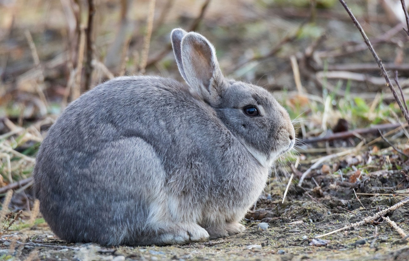 1340x850 Wallpaper grey, rabbit, Bunny image for desktop, section животные, Desktop