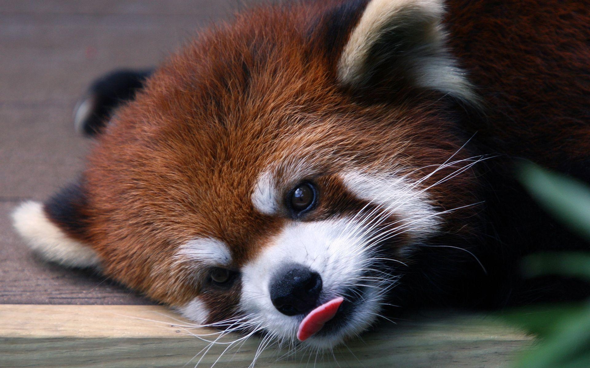 1920x1200 Red Panda HD Wallpaper and Background, Desktop