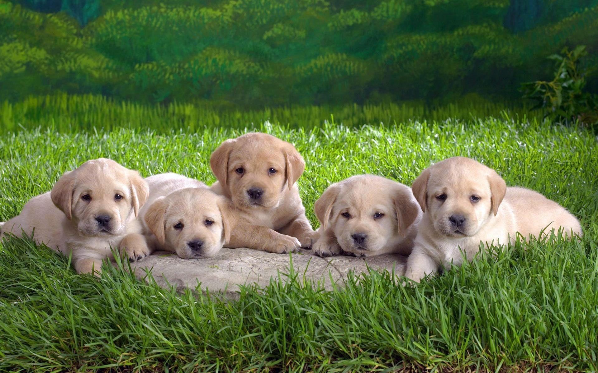 1920x1200 Labrador Retriever Wallpaper, Desktop