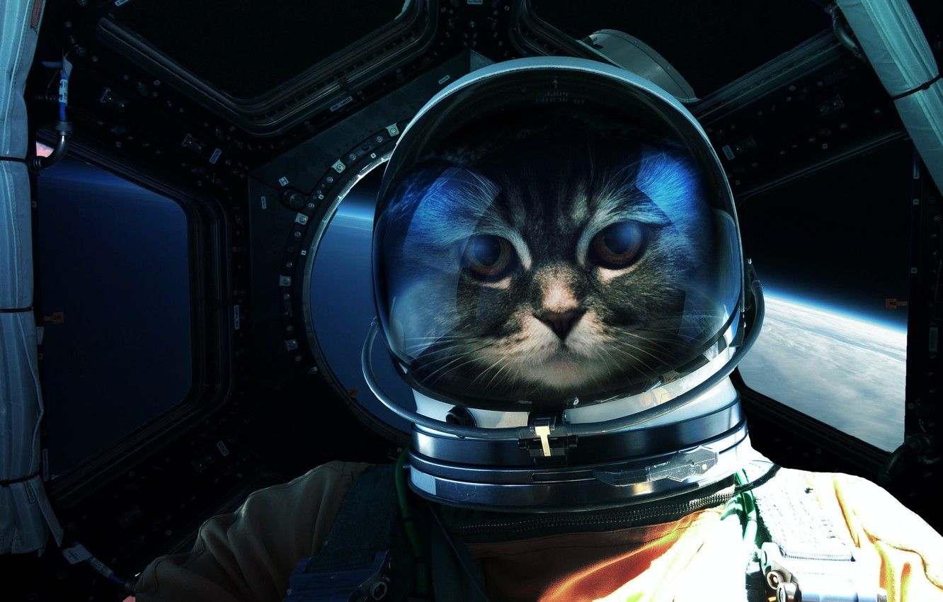 1340x850 Wallpaper Look, Cat, Space, Cat, Astronaut, Eyes, Face, Astronaut, Desktop