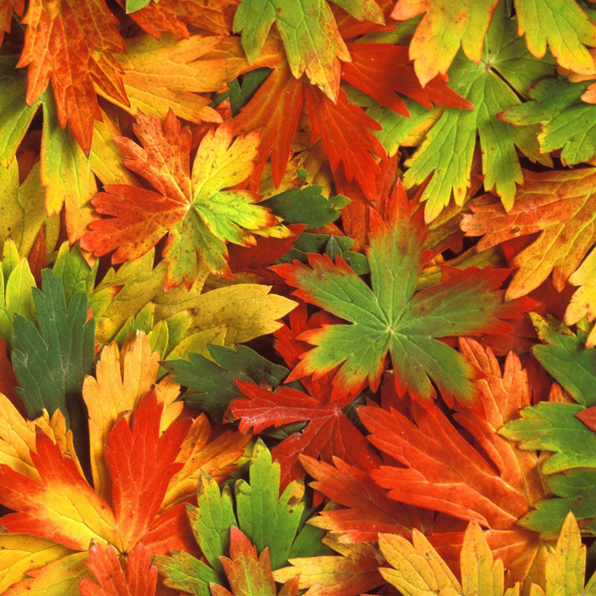 2050x2050 Nature Autumn Leaves Fall iPhone HD Wallpaper Free, Phone