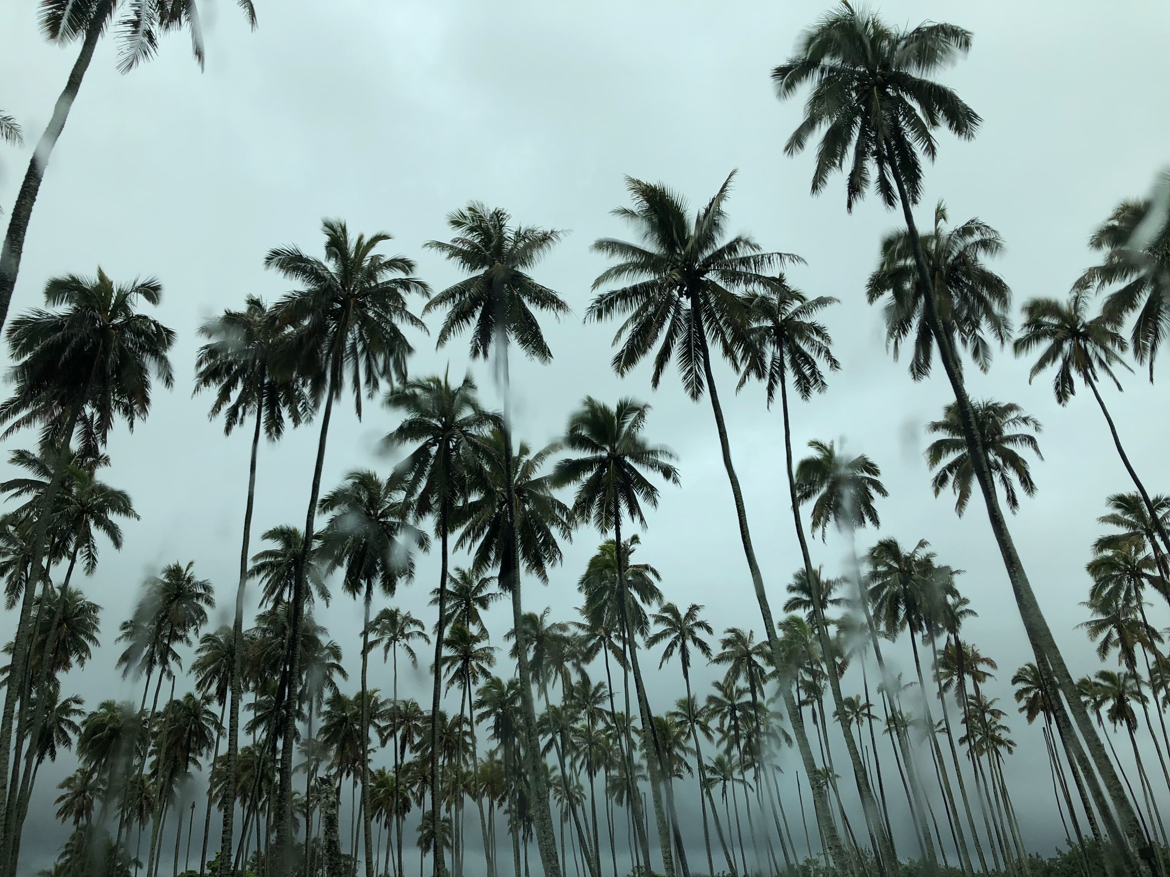 4040x3030  #arecaceae, #Free , #summer, #kauai, #outdoors, #tumblr background, #computer background, #palm tree, #hd background, #background, #hawaii, #tree, #vegetation, #hd wallpaper, #coconut trees, #nature, #plant, #tropical, Desktop