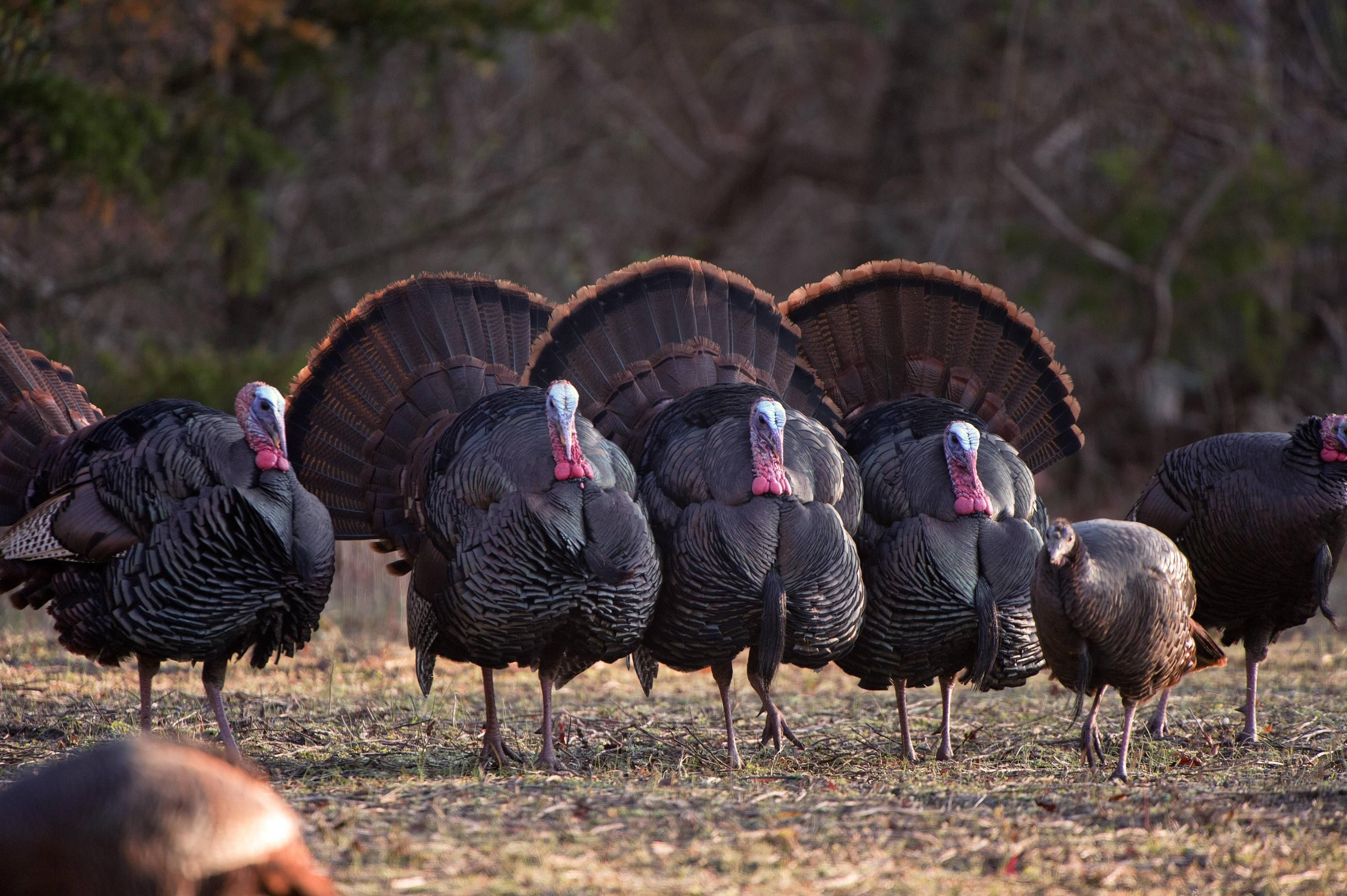 3250x2160 Free Turkey Wallpaper Wallpaper. Turkey hunting season, Wild turkey, National wild turkey federation, Desktop