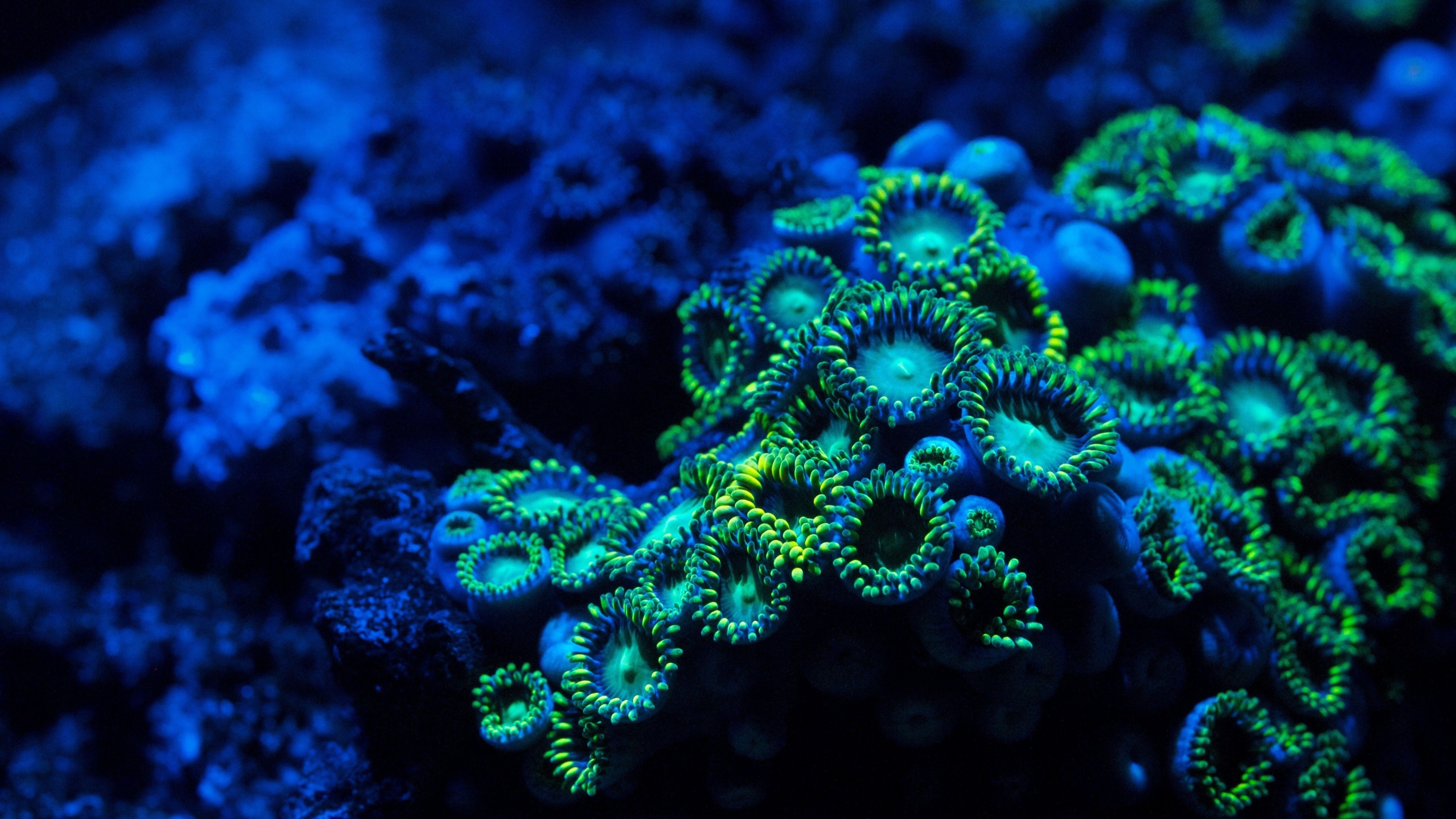 5120x2880 Wallpaper Coral, 5k, 4k wallpaper, 8k, zoanthids, underwater, Nature, Desktop