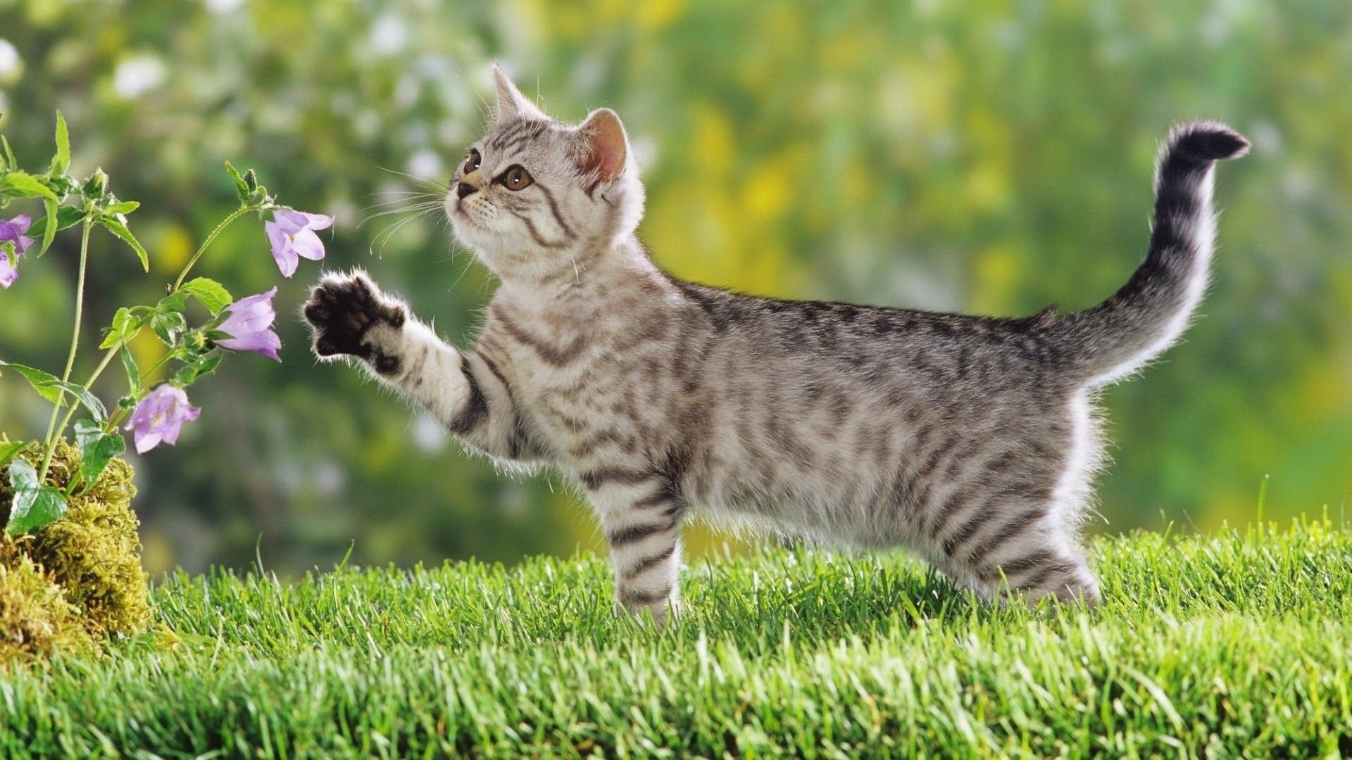 1920x1080 Curious kitty in spring. Cute cat wallpaper, Kitten wallpaper, Desktop