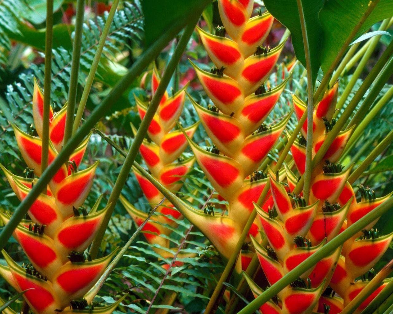 1280x1030 Flowers: Heliconias St Lucia Full Green Orange Fern Flower HD, Desktop