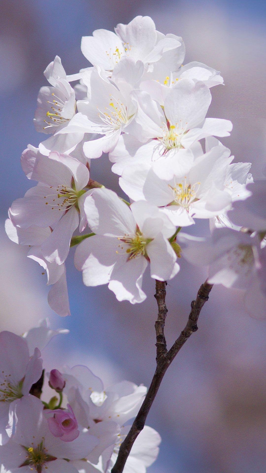 1080x1920 Free Android Cherry Blossom Wallpaper iPhone. Cherry Blossoms, Phone