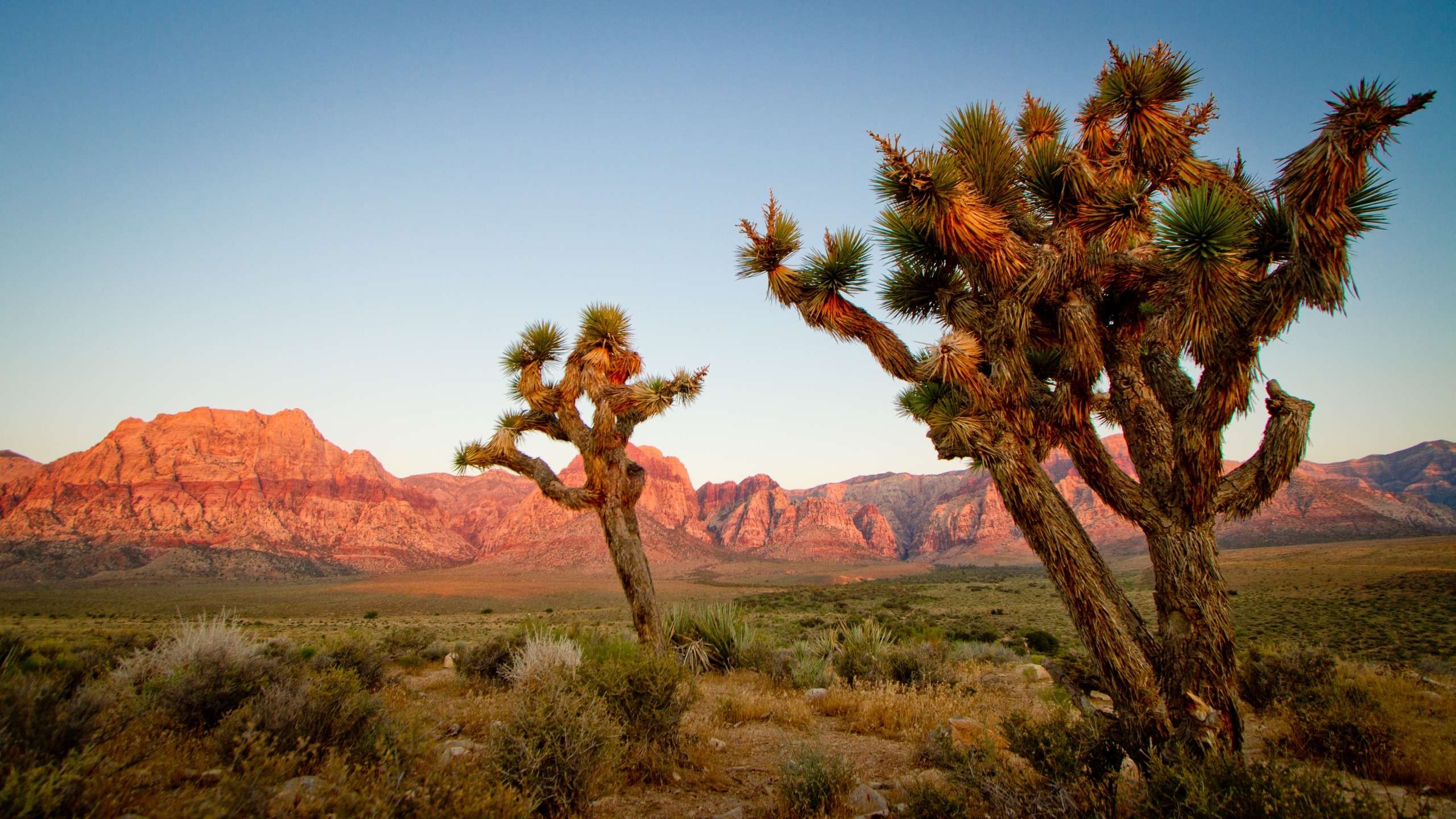 2560x1440 Joshua Tree National Park Desktop Wallpaper Background HD, Desktop