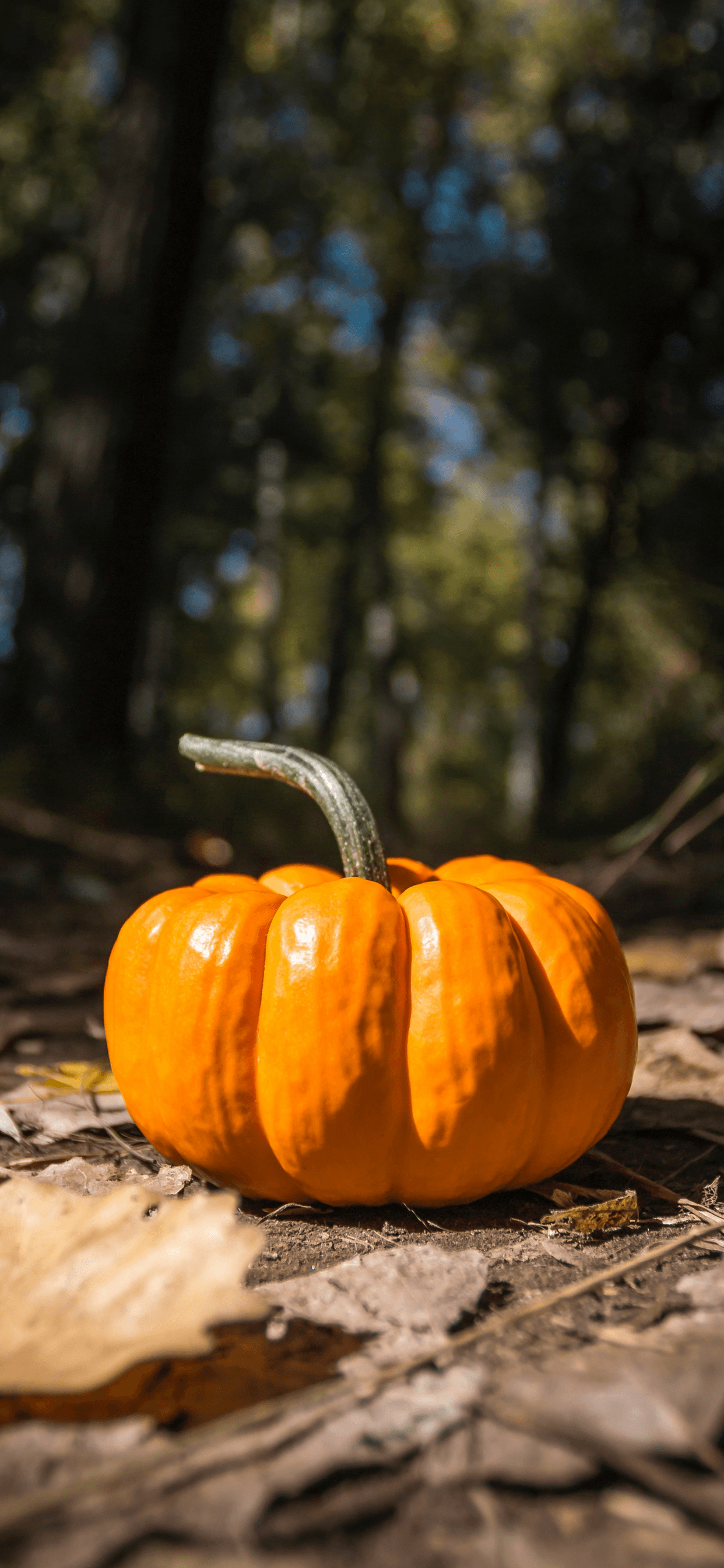 1250x2690 Pumpkin wallpaper for iPhone: download them now!, Phone