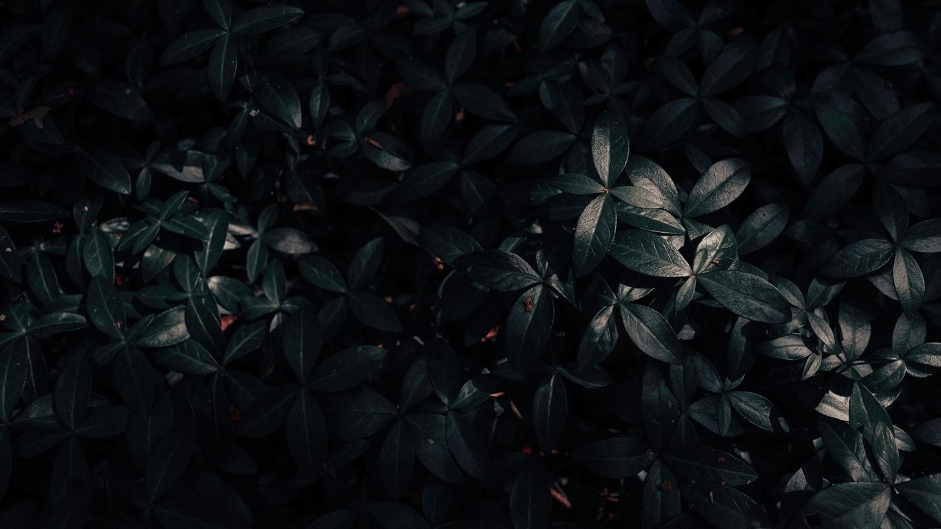 1370x770 Download wallpaper  plant, leaves, dark tablet, laptop HD, Desktop