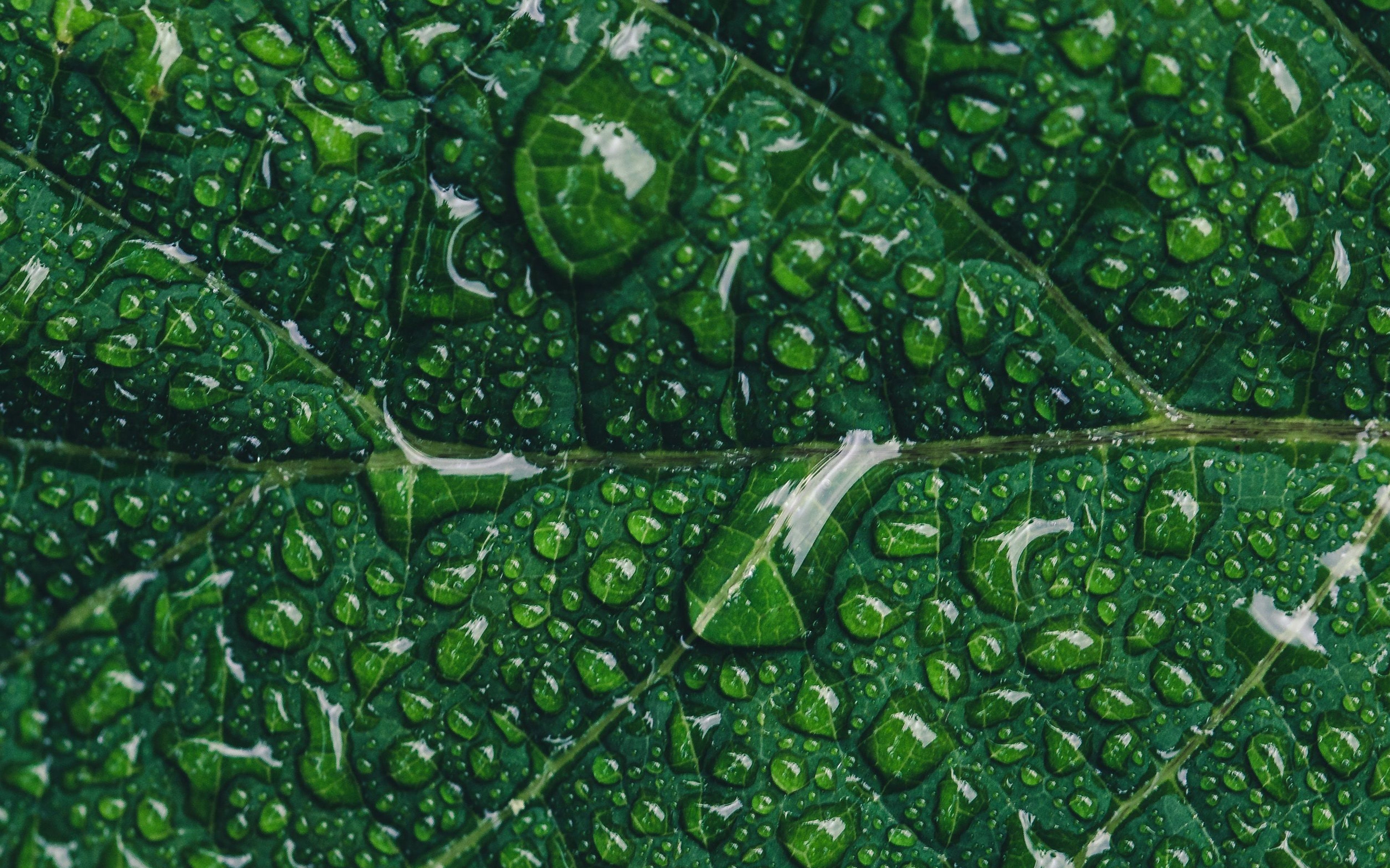 3840x2400 Green Leaf Rain Nature Tree Wallpaper, Desktop