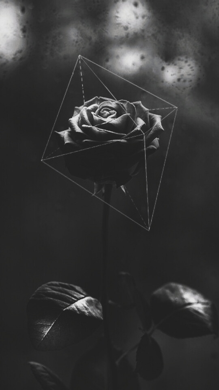 750x1340 Random Pics To Put A Smile On Your Face. Black roses wallpaper, Hipster wallpaper, Dark wallpaper, Phone