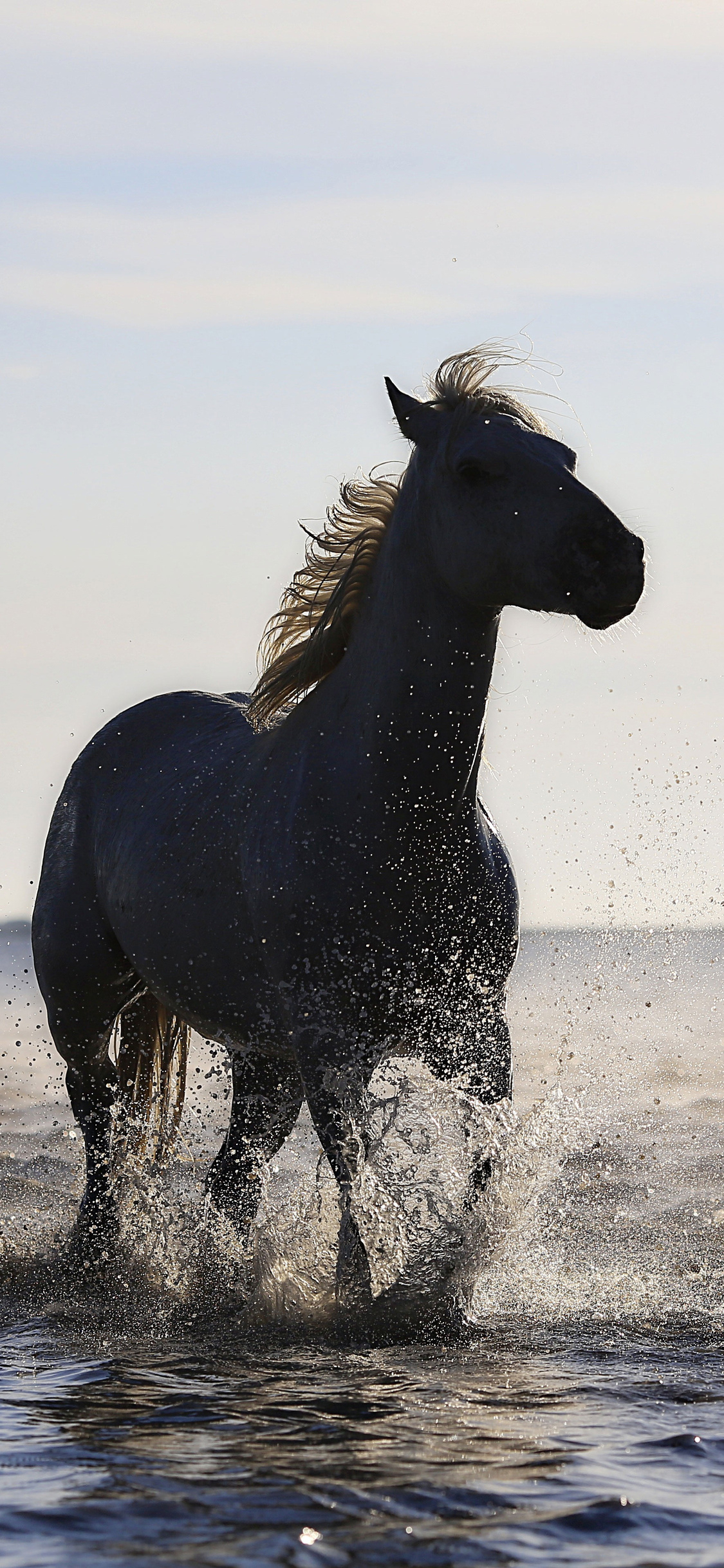 1130x2440 Horse Running On The Beach 4k, Phone