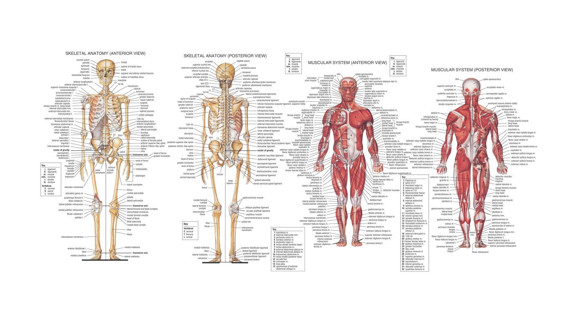 1920x1080 Human Anatomy HD Wallpaper FullHDWpp HD Wallpaper, Desktop