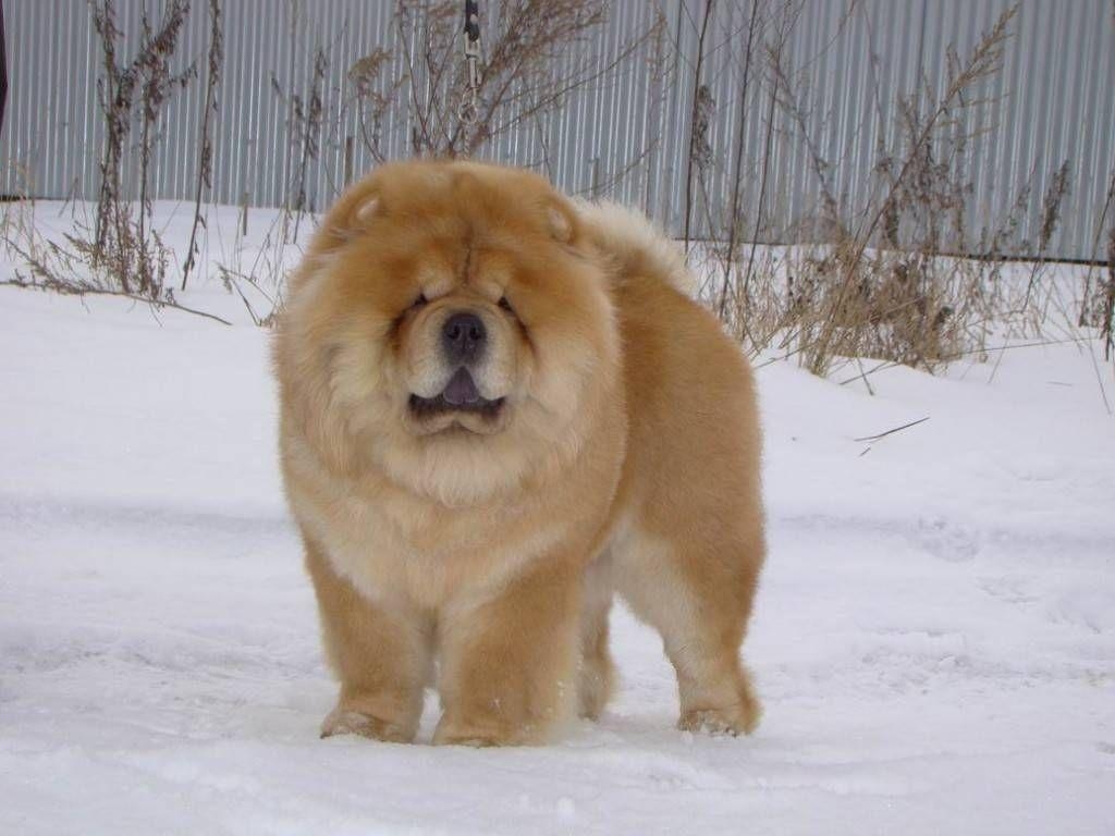 1030x770 Chow Dog Photo. Chow On The Snow Chow Chow Dogs Wallpaper, Desktop