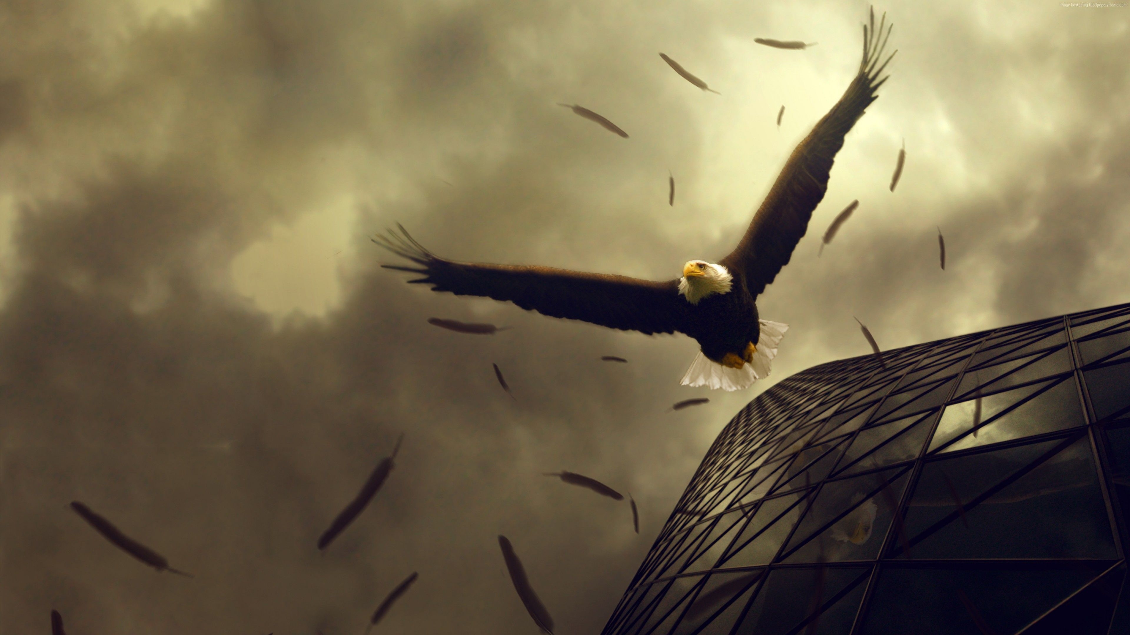 3840x2160 Wallpaper Eagle, 4k, HD wallpaper, sky, clouds, building, fly, Desktop