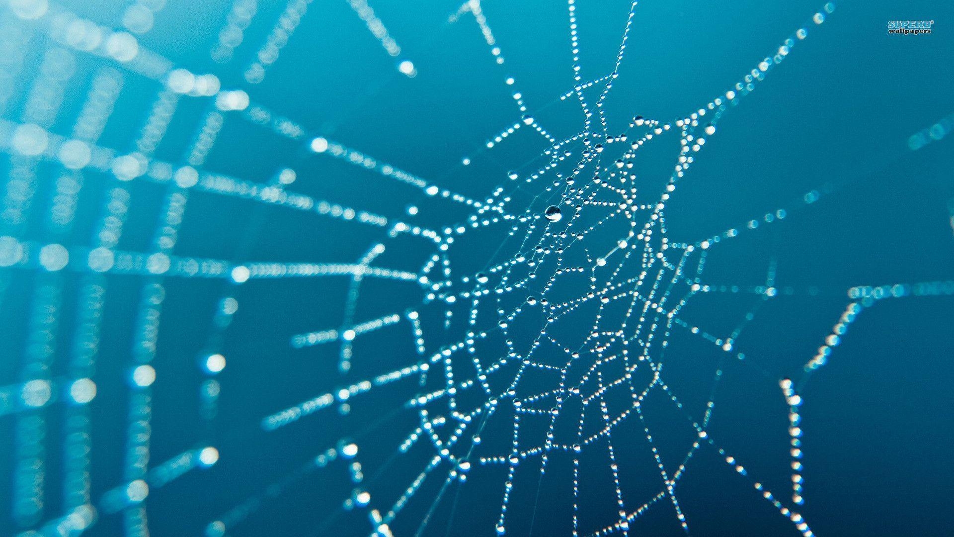 1920x1080 Spider web wallpaper wallpaper - #, Desktop