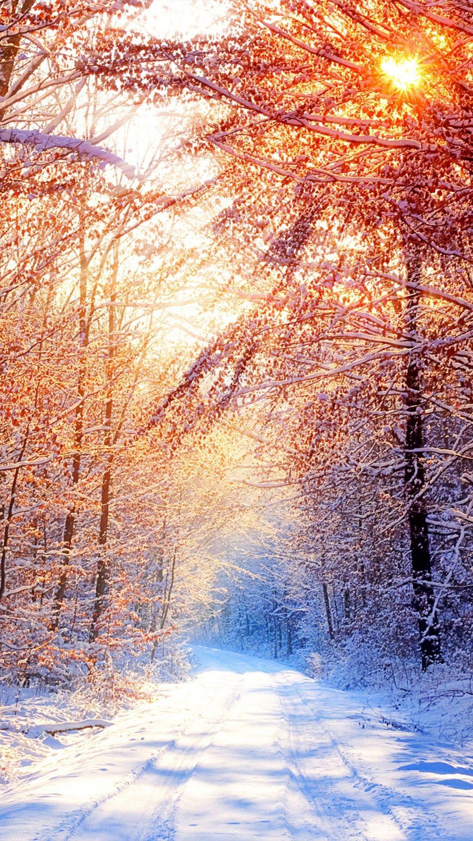 950x1690 Snow Trees Winter Morning 4K Ultra HD Mobile Wallpaper, Phone