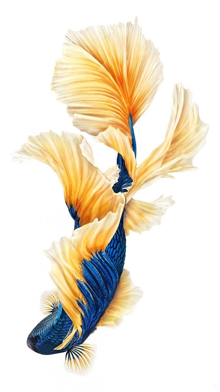 750x1330 iOS, Ipod, IPad, IPhone, Siamese fighting fish, Fish Wallpaper HD, Phone