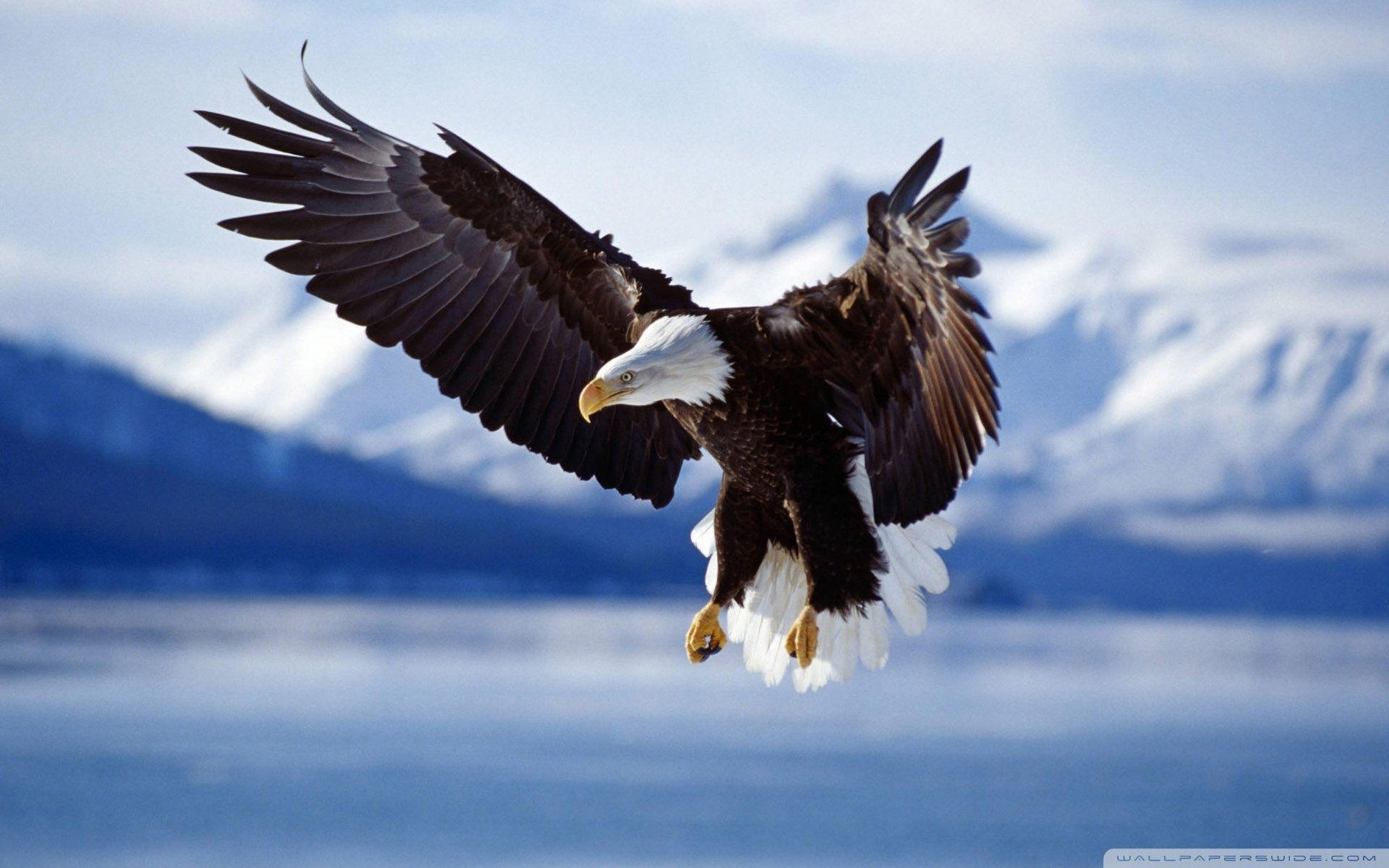 1920x1200 Eagles 4K Ultra HD Wallpaper Free Eagles 4K Ultra HD, Desktop