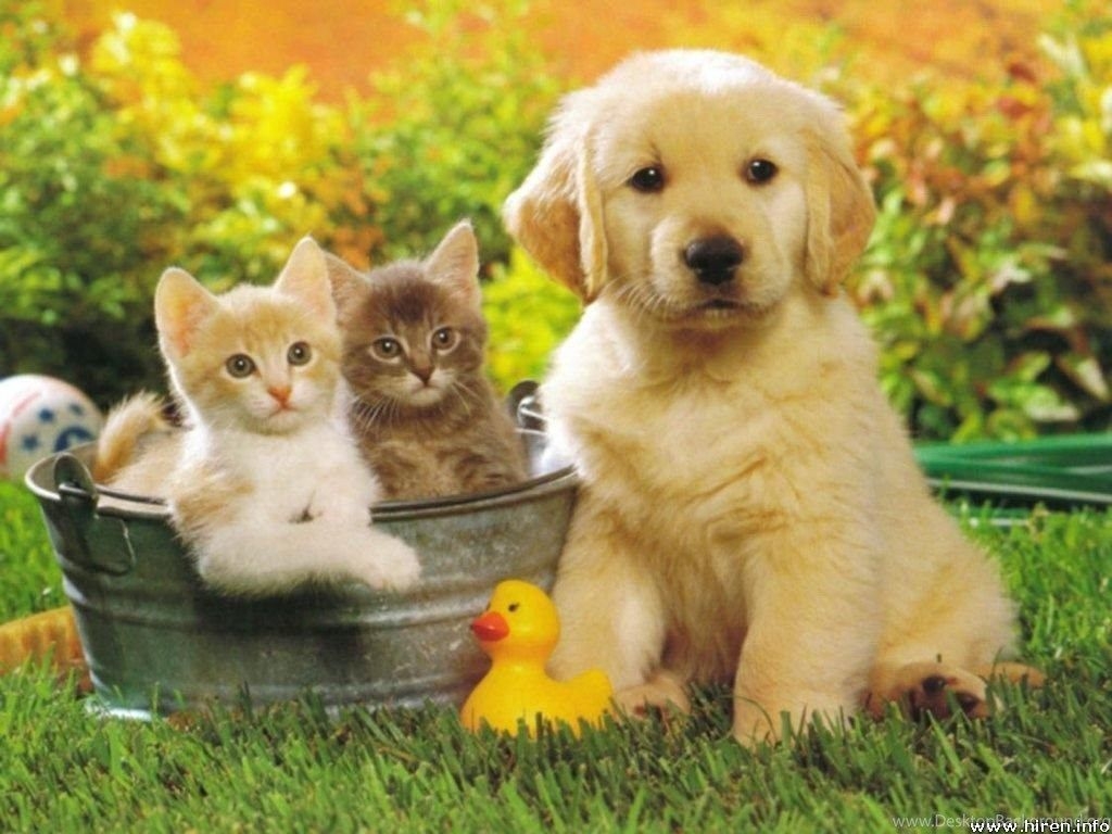 1030x770 Pet Animals Picture All Wallpaper New Desktop Background, Desktop