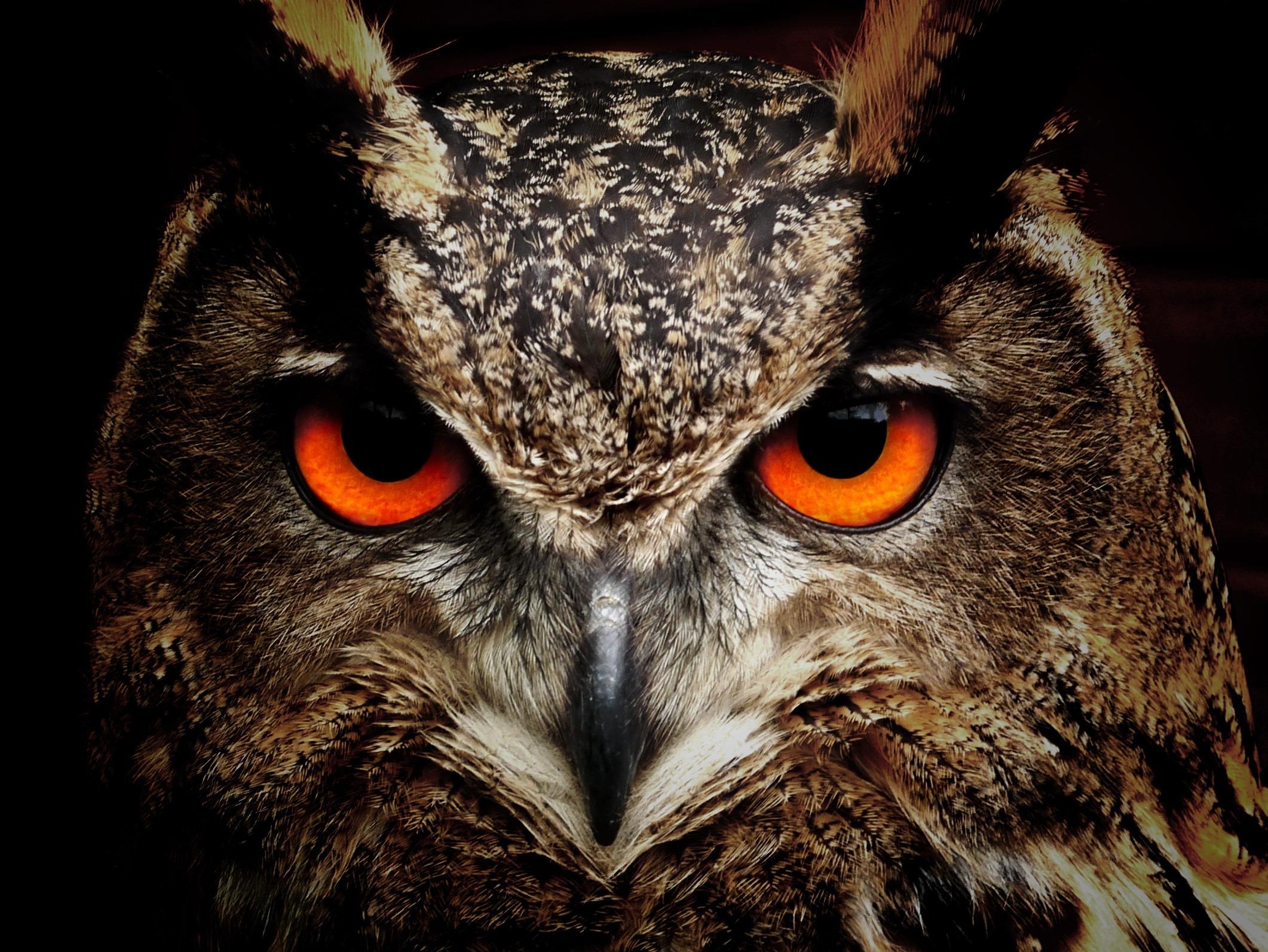 2130x1600 Owl Eagle Eyes, HD Birds, 4k Wallpaper, Image, Background, Photo, Desktop