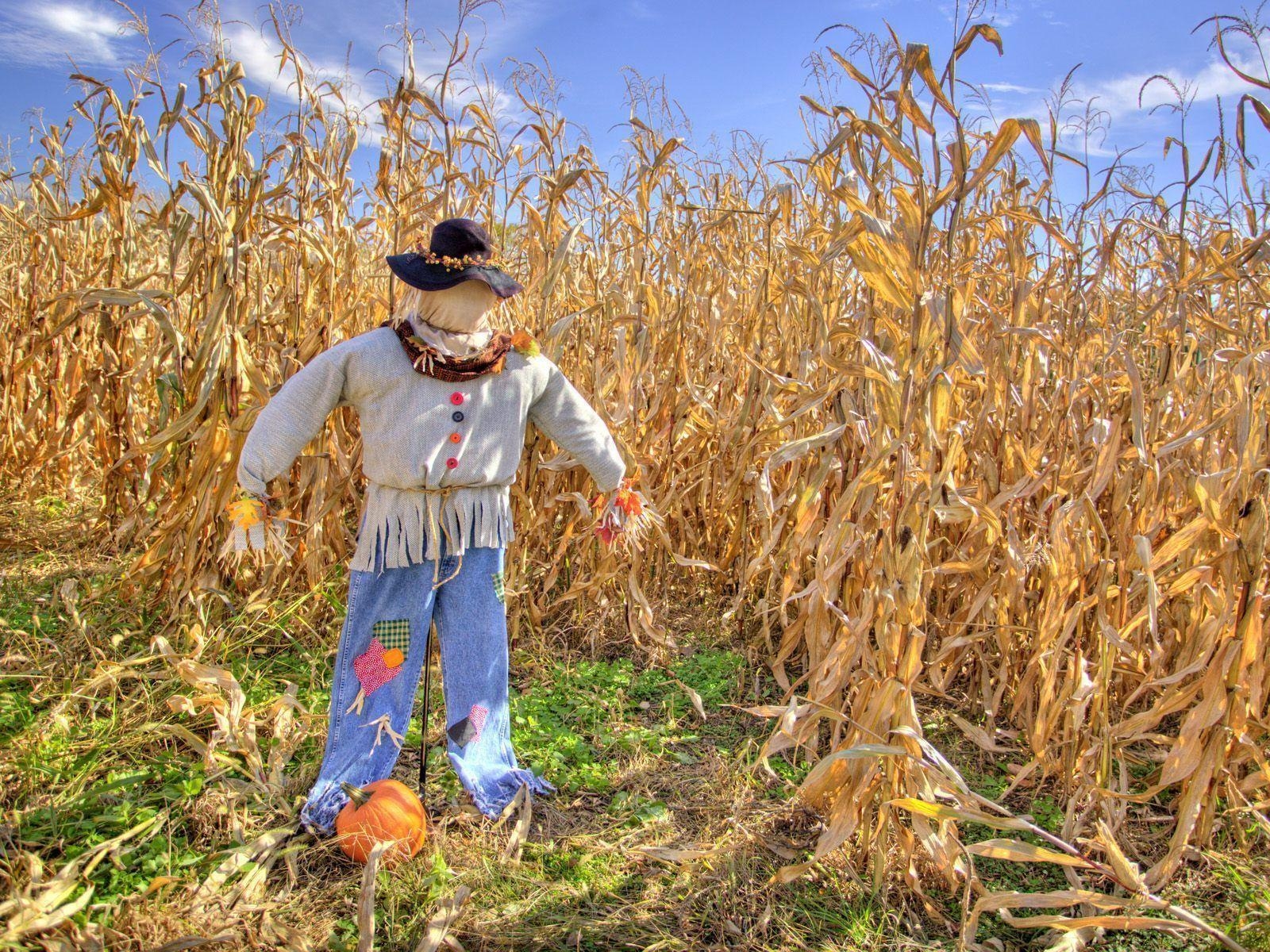 1600x1200 Scarecrow Wallpaper, Free Scarecrow In Field Wallpaper, Desktop