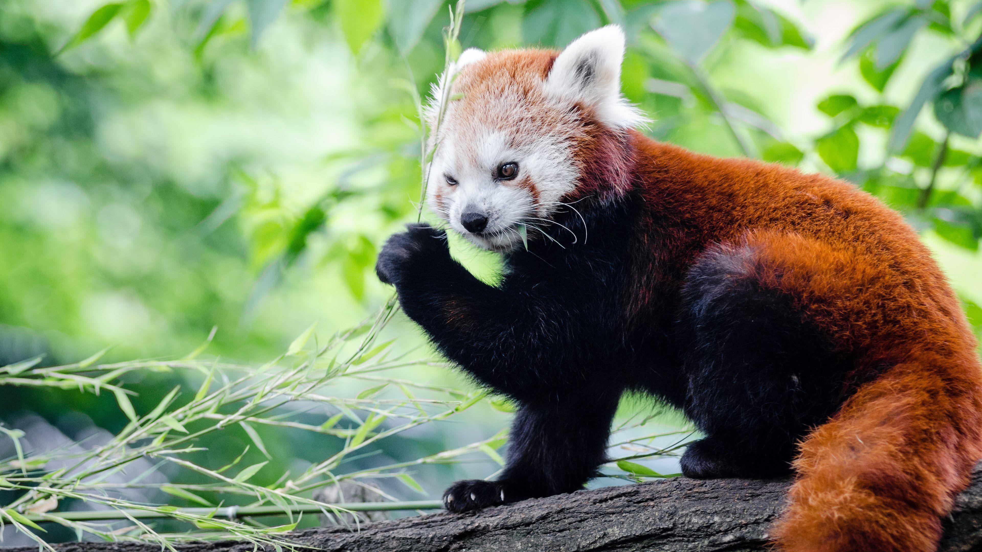 3840x2160 Wonderful HD Red Panda Wallpaper, Desktop