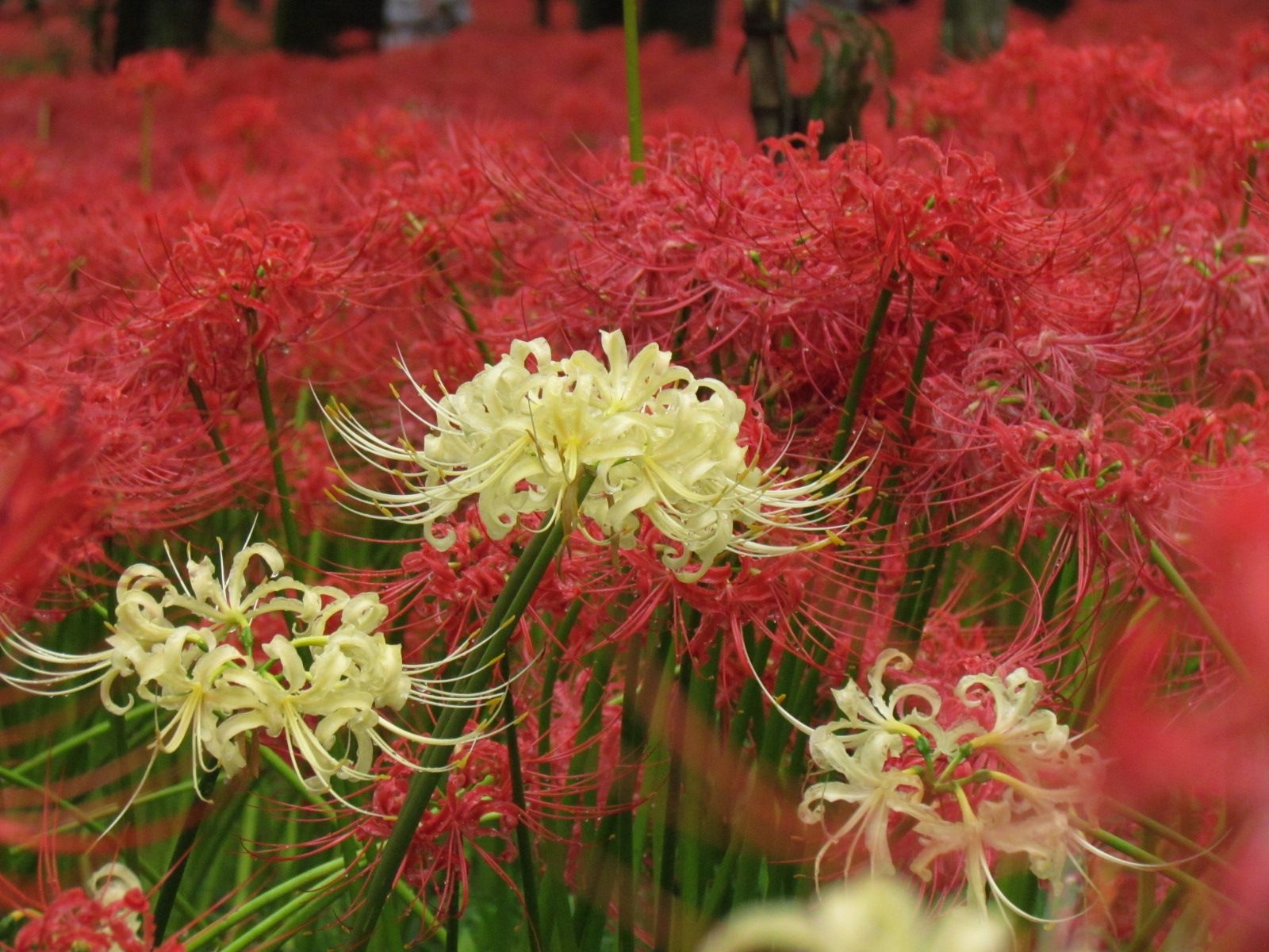 1600x1200 Surrounded by Five Million Red Spider Lilies Biking, Desktop